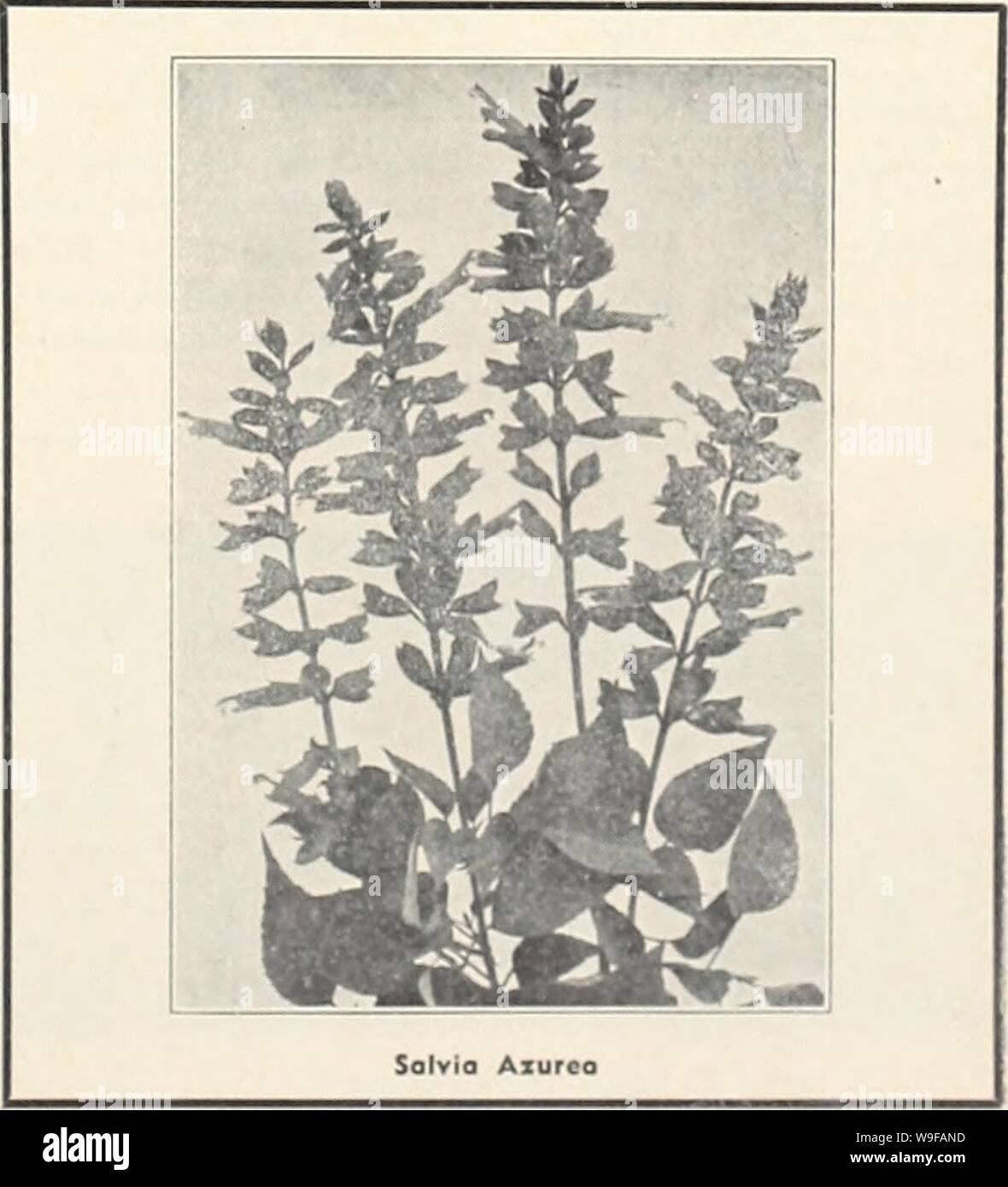 Archive image from page 26 of Currie's garden annual (1941). Currie's garden annual  curriesgardenann19curr 6 Year: 1941 ( SILENE (Cotchfly) PENDULA COMPACTA — Dwarf, hardy perennial, pretty pink flowers; 6'. Pkt., 10c. SCHAFTA (Autumn Catchtlyl — Masses of bright pink flowers from July to October. Plants, 25c; seeds, Pkt., 15e. ALPESTRIS—Dwarf rock plant, 4' high, pure white flowers in May and June. Plants, 25c; doz., S2.50. STATICE &lt; Sec Lavender) LATIFOLIA—Tufts of leathery leaves, large heads of purplish- blue flowers. Plants, 25c; doz., $2.50; seeds, Pkt., 10c. DUMOSA—Densely packed cu Stock Photo
