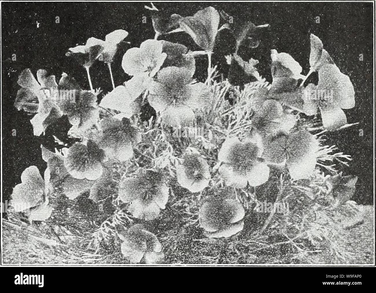 Archive image from page 26 of Currie's garden annual  spring,. Currie's garden annual : spring, 1935 60th year  curriesgardenann19curr 1 Year: 1935 ( CURRIE BROTHERS CO., MILWAUKEE, WIS. Page 23 ESCHSCHOLTZIA CALIFORNIA POPPY â Showing free, flowering annuals of dwarf spreading hab- it. The seed should be sown in the open ground where wanted, as they do not transplant well. Crimson KingâBright crimson, inside sat- iny carmine. Vi oz., 65c Pkt. 10c Golden WestâBright yellow with deep orange blotches at the base. V4, oz., 25c Pkt. 10c LovelyâRose pink suffused salmon Pkt. 10c Orange FlameâVivid Stock Photo
