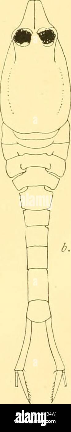 Archive image from page 27 of The Cumacea of the Siboga-expedition. The Cumacea of the Siboga-expedition  cumaceaofsibogae00calm Year: 1905 ( c. Fig. 3- Nannastactis hrachydaclyhis n. sp., adult male. a. From the side. /). From above, c. First leg. d. Fifth leg. c. Last somite and Uropod. Carapace about two-fifths of total length, somewhat depressed and not quite twice as long as broad. The dorsal surface is flattened posteriorly, sloping downwards towards the eyes Stock Photo