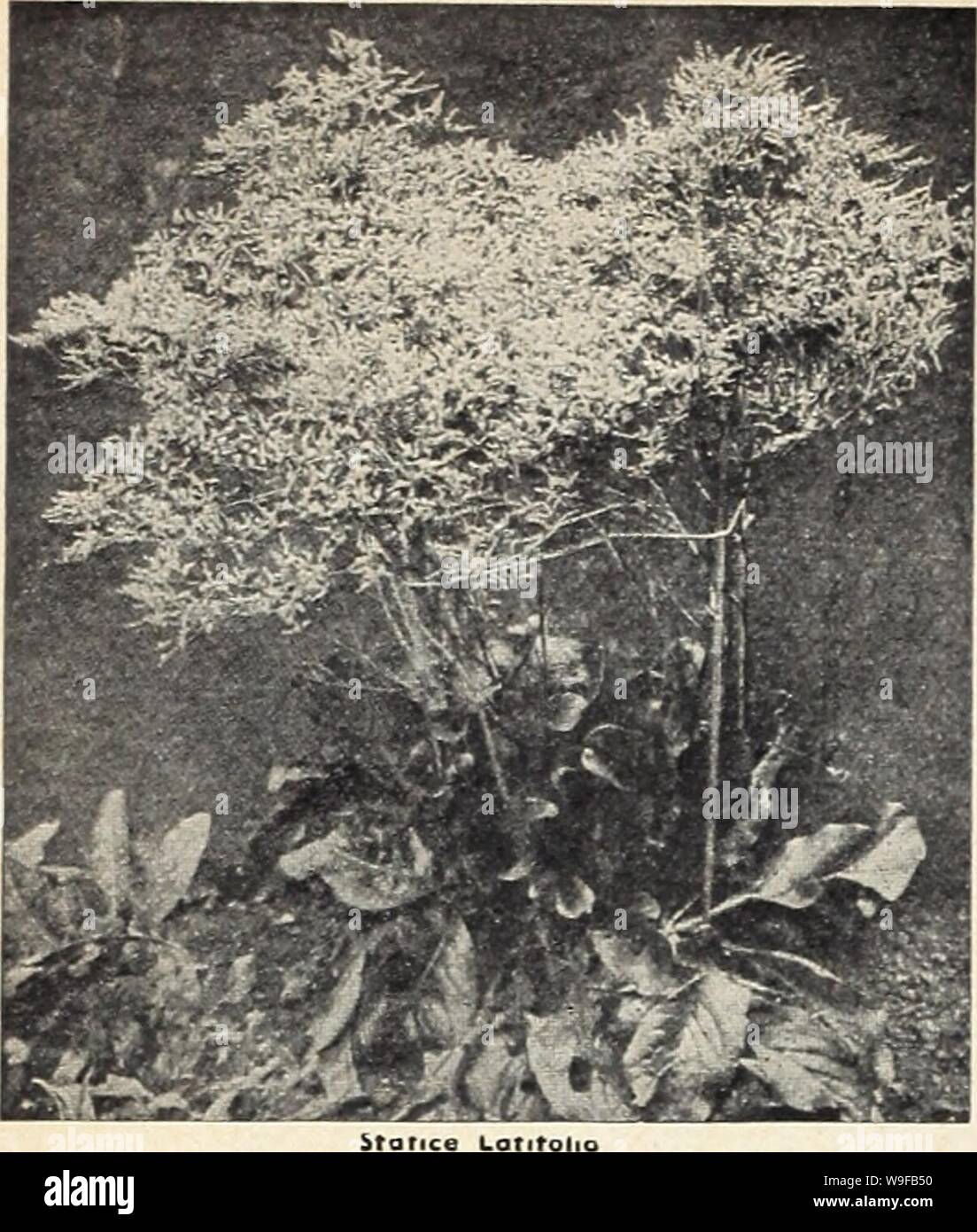 Archive image from page 27 of Currie's garden annual (1942). Currie's garden annual  curriesgardenann19curr 7 Year: 1942 ( SEDUM (Stone Crop) ACRE (Golden Moss) — Dworf creeping variety, flowers bright yellow. Pkt., 25e. ALBUM—Dworf, thick round fo- lioge, flowers bright pink. MIDDENDORFIANA — Folioge dark, flowers yellow. PURNIATUM FOSTERIANUM — Bluish-green leaves, of trailing habit, flowers golden yellow. SEXANGULAR—Very dark green foliage, flowers yellow. SIEBOLDI—Round foliage, bright pink flowers. SPURIUM COCCINEUM—Beauti- ful rosy crimson; 6'. Pkt., 20e. STOLONIFERA — Flat leaves; flowe Stock Photo