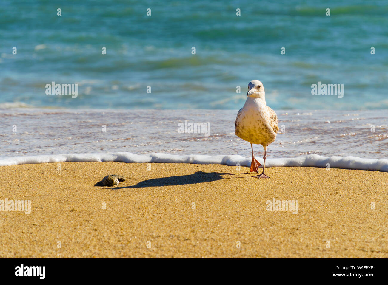 A seagull running away from the incoming surf at the beach of Olhos d'agua, Portugal at sunset (eye-level view, landscape horizontal format) Stock Photo