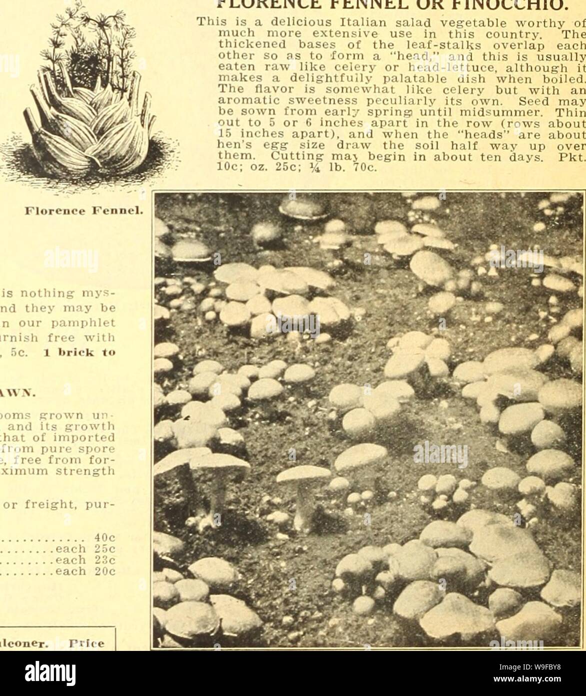 Archive image from page 29 of Currie's farm and garden annual. Currie's farm and garden annual : spring 1923 48th year  curriesfarmgarde19curr 6 Year: 1923 ( Sage. STTCet Marjoram. Summer Savory. Thynie. HERBS 10 10 10 — S«-eef, Pkt. Anise (Pimpinella Anisum)—Culti- vated principally for garnishing-. Balm (Melissa officinalis)—Used for making Balm tea, or wine Basil, Sweet (Ocymum basillicum) Used for soups, stews and sauces Borage (BorasTO officinalis)—Excel- lent for bees 10 Caraway (Carum carui)—The Seed is used in confectionery and medicine. Oz. 20c 5 Catnip (Nepeta cataria) 10 Dill (Aneth Stock Photo