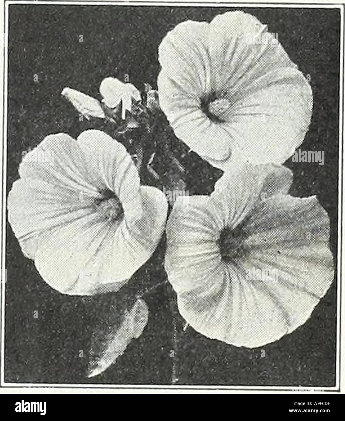 Archive image from page 30 of Currie's garden annual  spring. Currie's garden annual : spring 1934 59th year  curriesgardenann19curr 0 Year: 1934 ( LINUM (Flax) Free-Flowering, Pretty Plants Grandiflorum Coccineum—A beauti- ful dwarf annual, with crimson flow- ers Pkt. 10c PERENNIAL LINUM (See page 51) LEPTOSIPHON Free flowering dwarf hardy an- nuals bearing bright flowers profuse- ly in many colors, suitable for edging or rock work. Finest Mixed Pkt. 10c LOPHOSPERMUM SCANDENS—A beautiful climbing annual with rosy-purple flowers Pkt. 10c LOBELIA Pretty Plants for Edging and Vases Bedding Queen Stock Photo