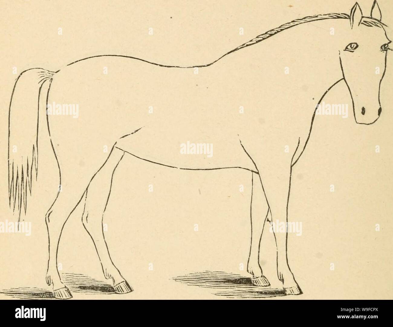Archive image from page 31 of Cunningham's device for stockmen and. Cunningham's device for stockmen and farmers cunninghamsdevic00cunn Year: 1882 ( DESCRIPTION Color. Marks Height, Stock Photo