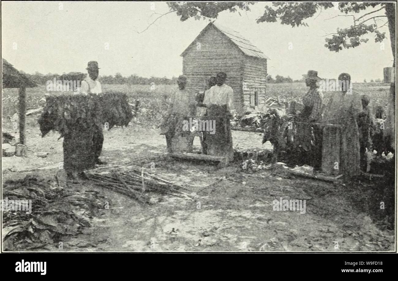 us flue cured tobacco growers Archive image from page 31 of The culture of flue-cured tobacco. The  culture of flue-cured tobacco cultureoffluecur16math Year: 1913 ( 30  BULLETIN 16, U. S. DEPARTMENT OF AGRICULTURE. In seasons of normal