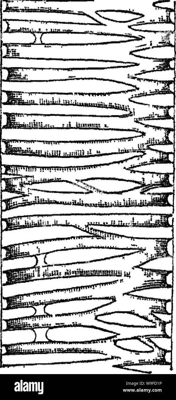 Archive image from page 31 of Principles of the anatomy and Stock Photo