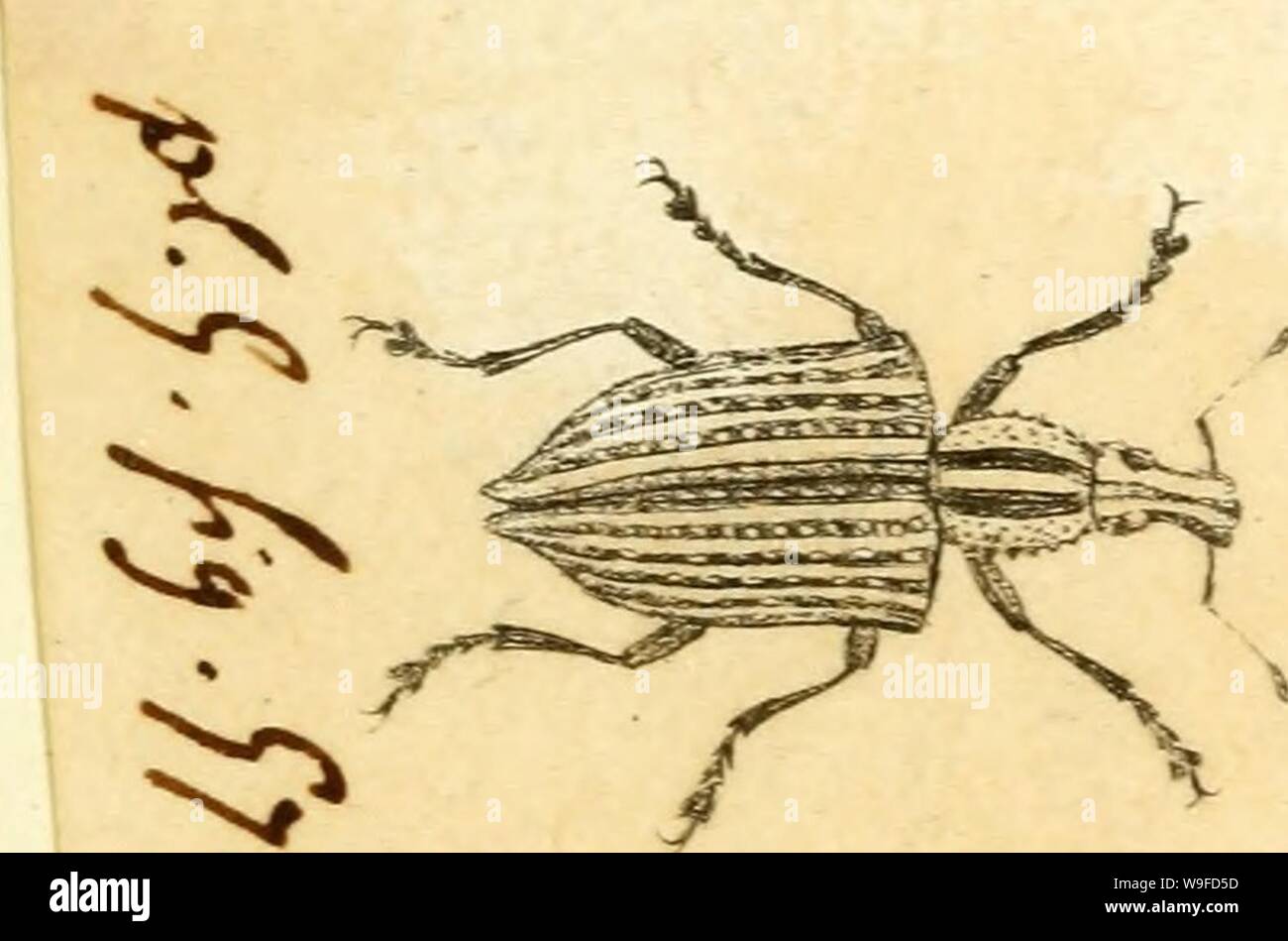 Archive image from page 32 of [Curculionidae] (1800) Stock Photo