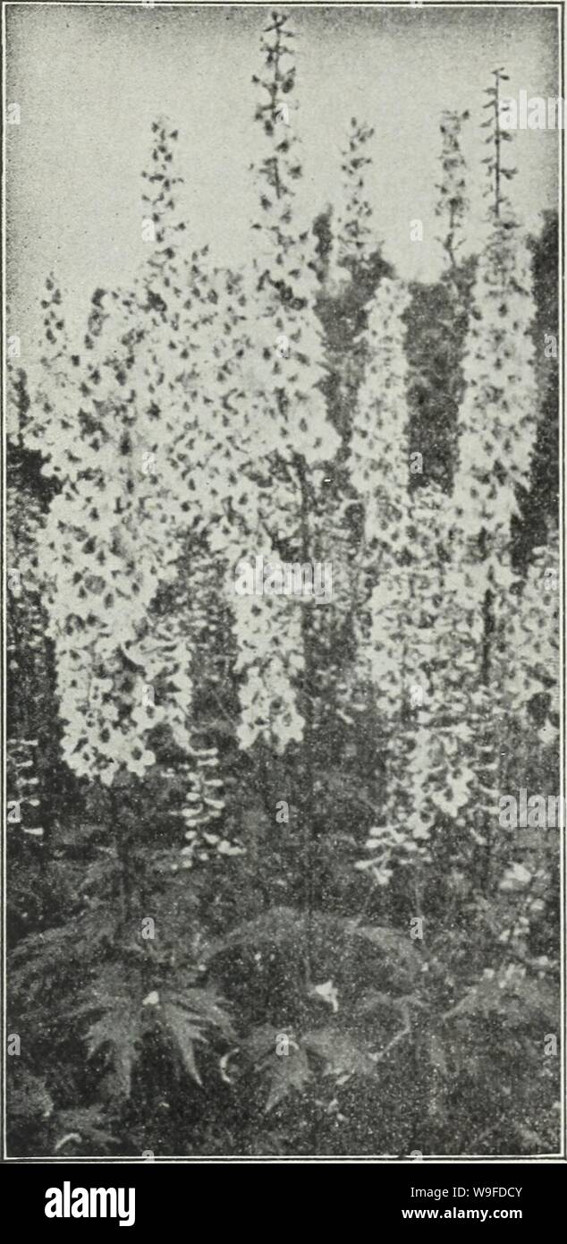 Archive image from page 32 of Currie's farm and garden annual. Currie's farm and garden annual : spring 1930  curriesfarmgarde19curr Year: 1930 ( 4. Currie's Seed Store, Milwaukee, Wisconsin &gt;    DELPHINIUM (HARDY PERENNIAL LARKSPUR) Seed may be sown any time from spring till autumn. Sow in fine soil to the depth of the seed, not deeper than y& inch. Firm the soil and moisten thoroughly. Keep shaded and moist, with a free circulation of air at all times, and examine daily to make certain that the soil is moist. In 20 days the pointed seed leaves will appear, remove shade and when the true, Stock Photo