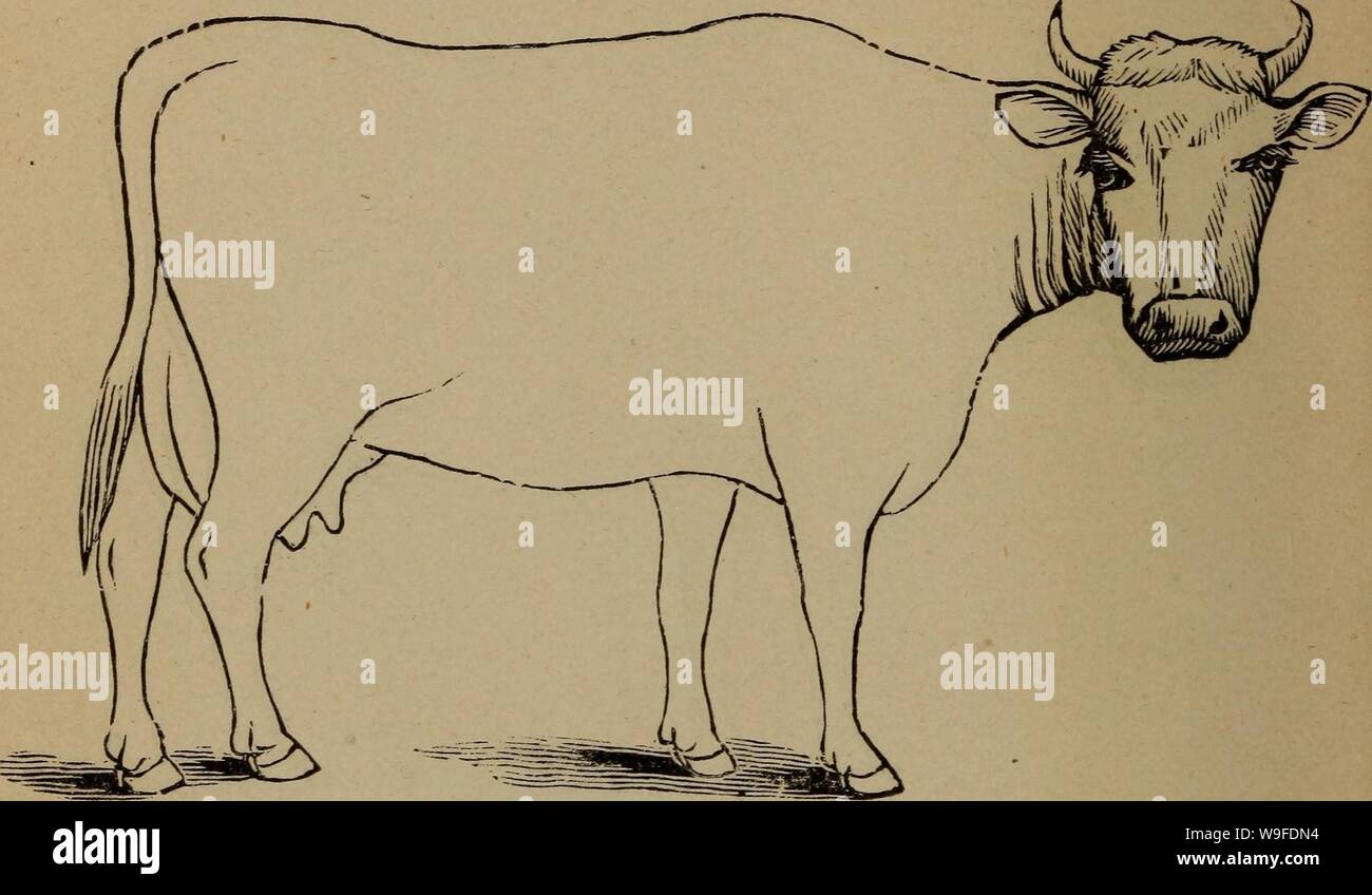 Archive image from page 33 of Cunningham's device for stockmen and Stock Photo