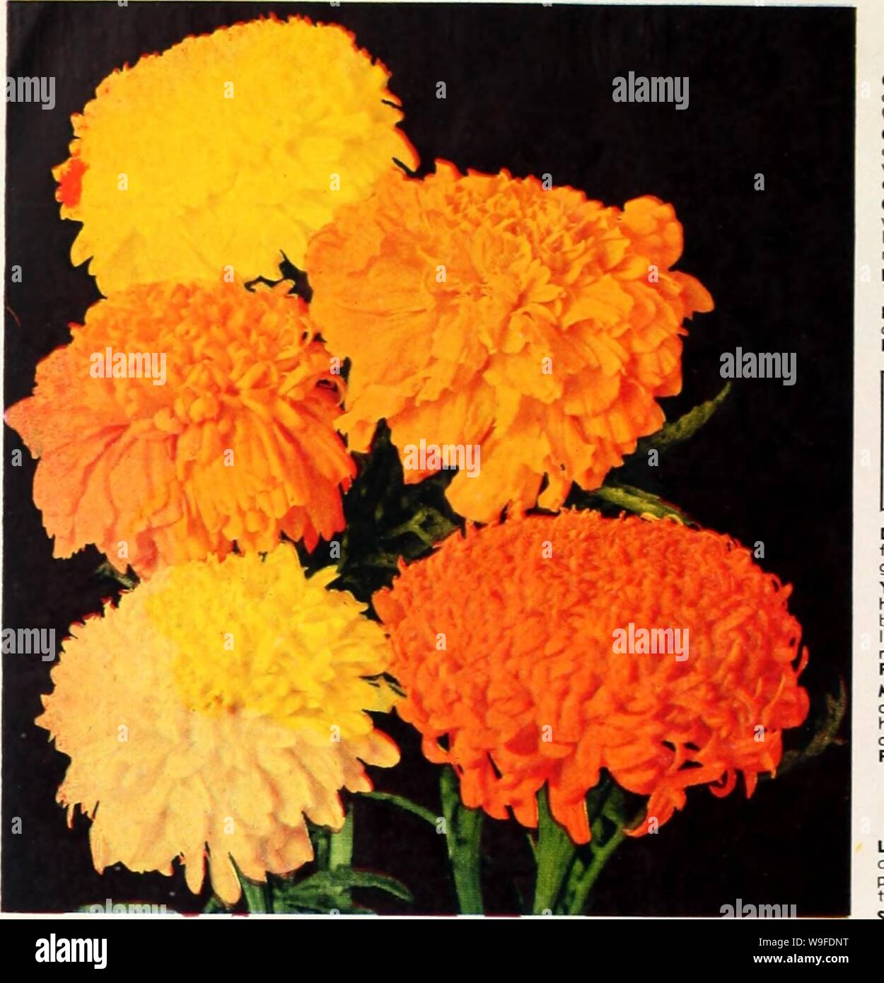 Fully double flowered hires stock photography and images Alamy