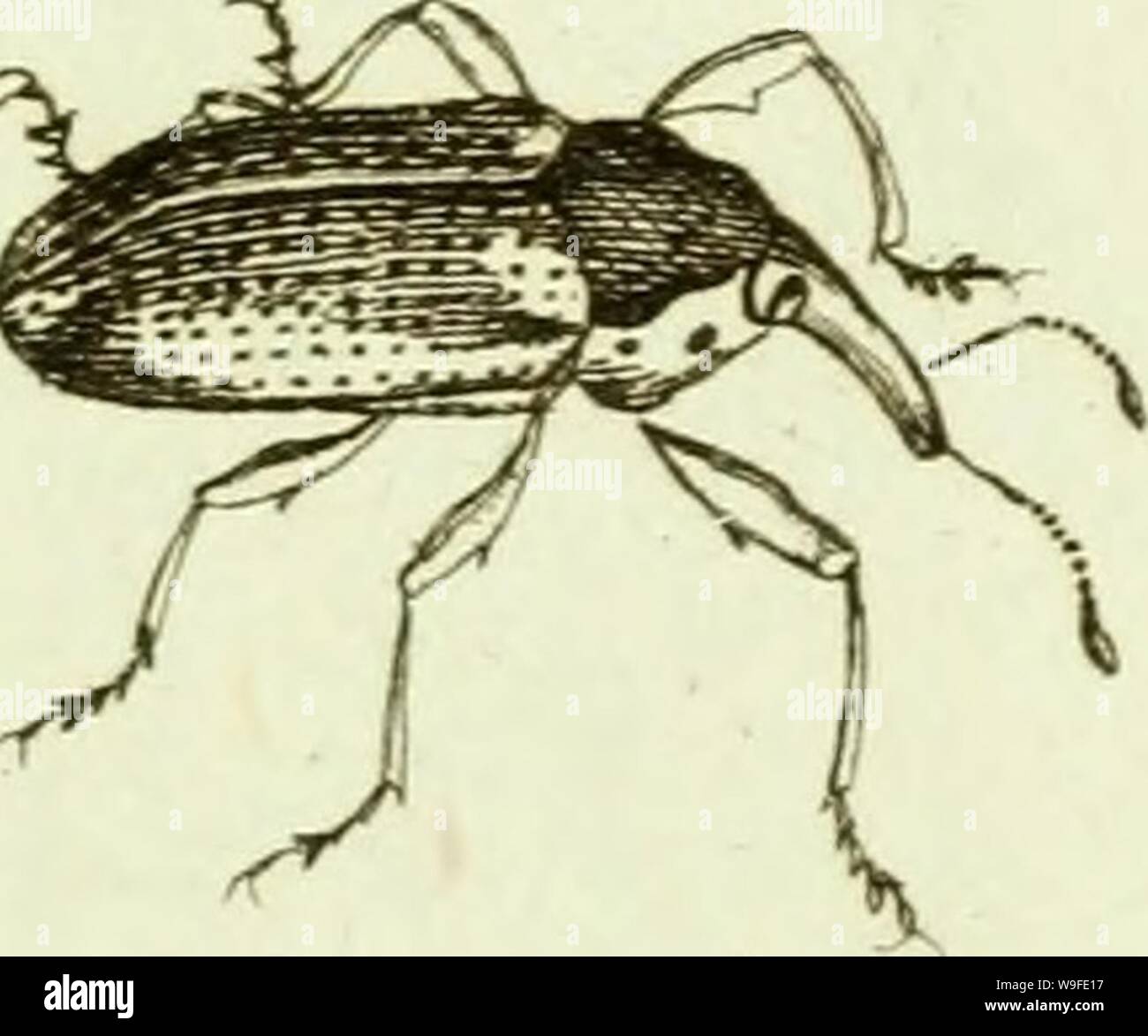 Archive image from page 34 of [Curculionidae] (1800) Stock Photo