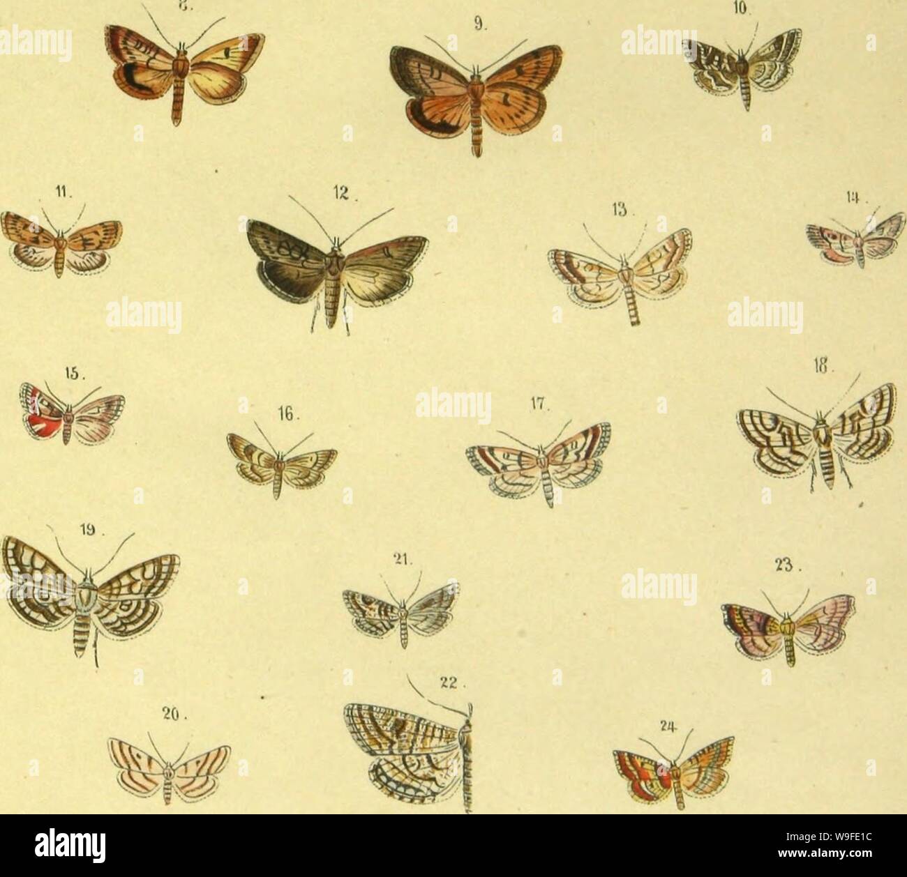 Archive image from page 34 of Abbildung und Beschreibung europäischer Schmetterlinge. Abbildung und Beschreibung europäischer Schmetterlinge in systematischer Reihenfolge  CUbiodiversity1127183 Year: 1858 ( V 8    /yi/tUiiri!!a/J.ym/iZ£&lt;tAj. /fi/JamihaJ. lf7fu&gt;Ttt/t. 2&gt;,J'/a,-n77neu Stock Photo