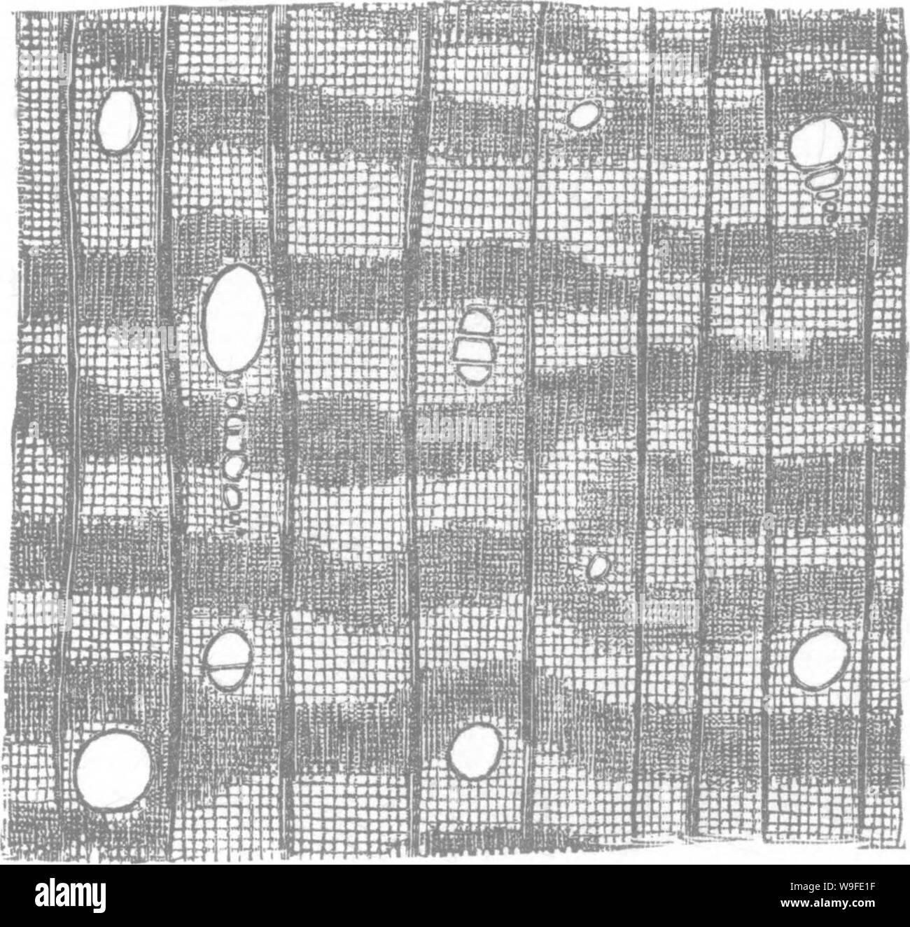 Archive image from page 33 of Timber and some of its Stock Photo