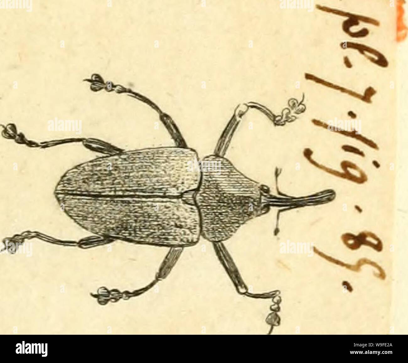 Archive image from page 34 of [Curculionidae] (1800) Stock Photo