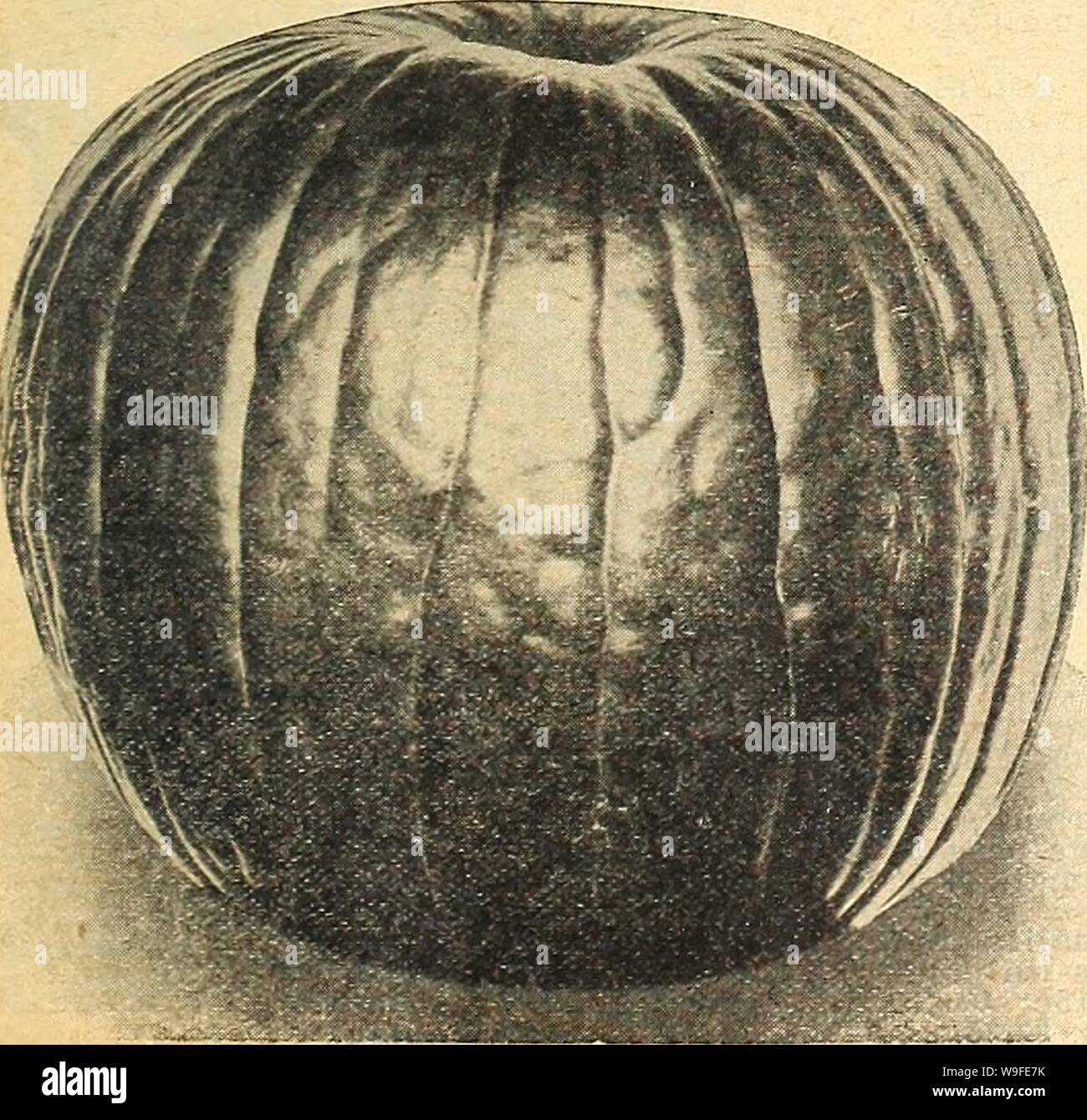 Archive image from page 34 of Currie's farm and garden annual. Currie's farm and garden annual : spring 1921 46th year  curriesfarmgarde19curr 4 Year: 1921 ( Chinese Giant Pepper. PUMPKIN 1 oz. to 30 to 50 bills. 3 to 4 lbs. per acre. Golden Dawn-—Similar in size and shape to Bull Nose, but a beautiful golden yellow. Pkt. 10c; V2 oz. 25c; 1 oz. 45c; V lb. $1.50. Chili Red—Largely used in the manufacture of pepper sauce; very prolific. Pkt. 10c;  oz. 25c; 1 oz. 45c; hi lb. $1.45.    Quaker Pie—Oval in shape, tapering to ends, creamy white. Pkt. 10c; oz. 20c;  lb. 50c; 1 lb. $1.70. Large Cheese, Stock Photo