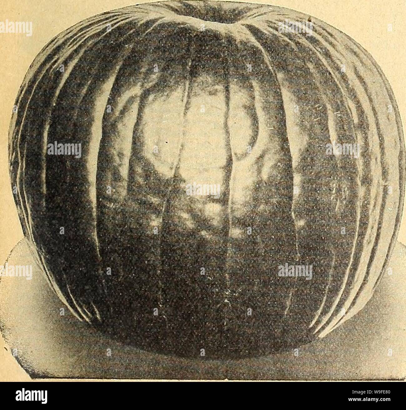Archive image from page 34 of Currie's farm and garden annual. Currie's farm and garden annual : spring 1920 45th year  curriesfarmgarde19curr 3 Year: 1920 ( Chinese Giant Pepper. PUMPKIN 1 oz. to .30 to 50 hills. 3 to 4 lbs. per acre. Golden DawnâSimilar in size and shape to Bull Nose, but a beautiful golden yellow. Pkt. 10c;  oz. 30c; 1 oz. 50c; Vi lb. $1.70. Chili RedâLargely used in the manufacture of pepper sauce; very prolific. Pkt. 5c;  oz. 25c; 1 oz. 45c; Vi lb. $1.45.    Q.uaker PieâOval in shape, tapering to ends, creamy white. Pkt. 5c; oz. 15c; 14 lb. 40c; 1 lb. $1.40. Large Cheese, Stock Photo