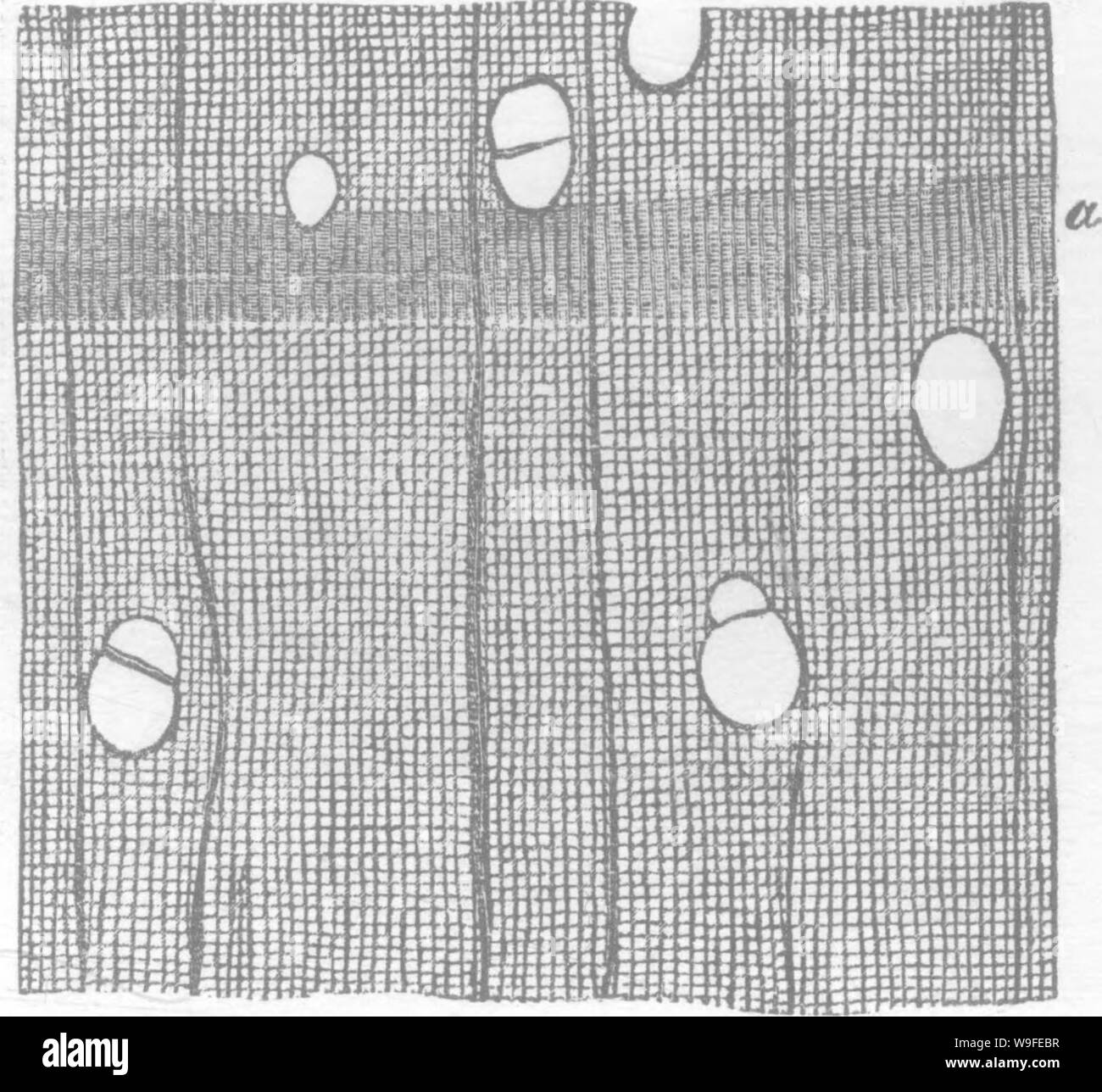 Archive image from page 34 of Timber and some of its Stock Photo