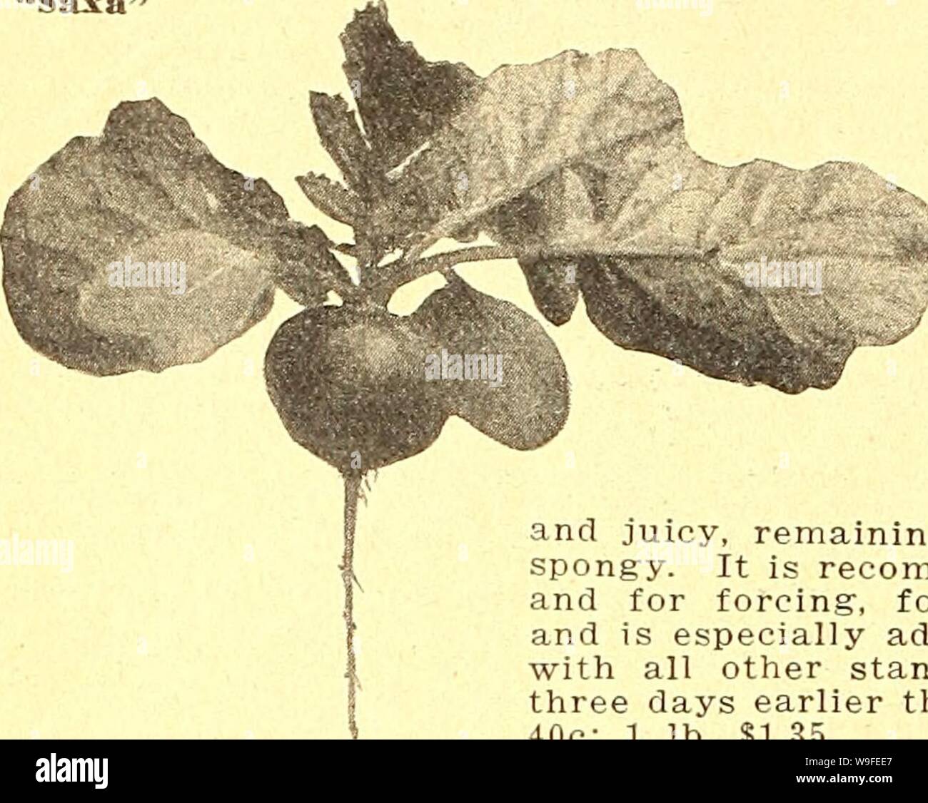 Archive image from page 35 of Currie's farm and garden annual. Currie's farm and garden annual : spring 1925 50th year  curriesfarmgarde19curr 8 Year: 1925 ( 30 CURRIE BROTHERS COMPANY, MILWAUKEE, WIS, 'Saxa'    RADISH Culture—Radishes do best in a light sandy soil. For a successive supply sow from the middle of March until September, at intervals of two or three weeks. Sow in a hotbed for an early supply. ,'One ox. to lOO feet of drill; 8 to 10 lbs. per acre in drills. 'SAXA'—A fiery scarlet, perfectly g-lobular in shape, the leaves small and the root the thinnest possible tail. In less than Stock Photo