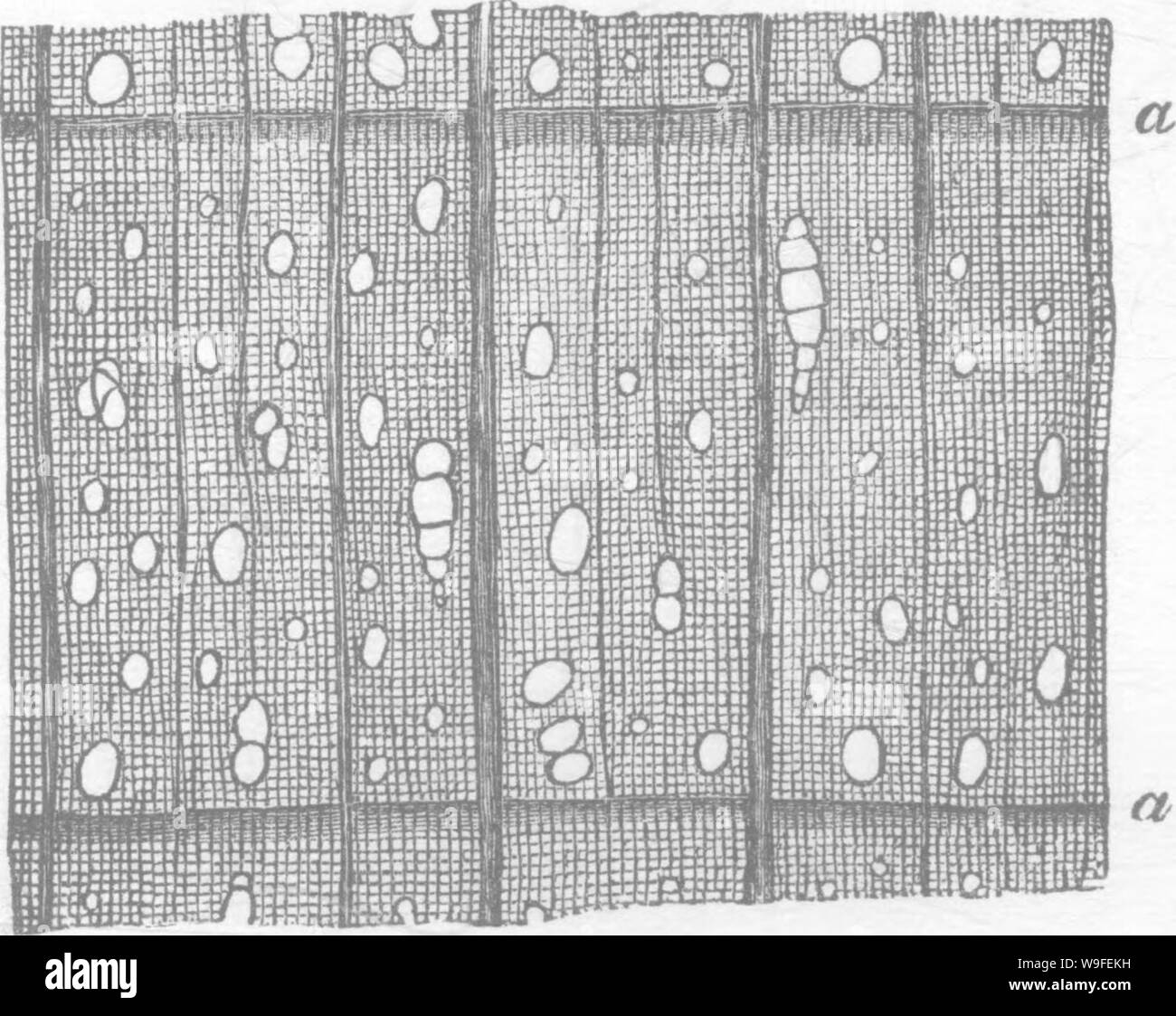Archive image from page 35 of Timber and some of its Stock Photo