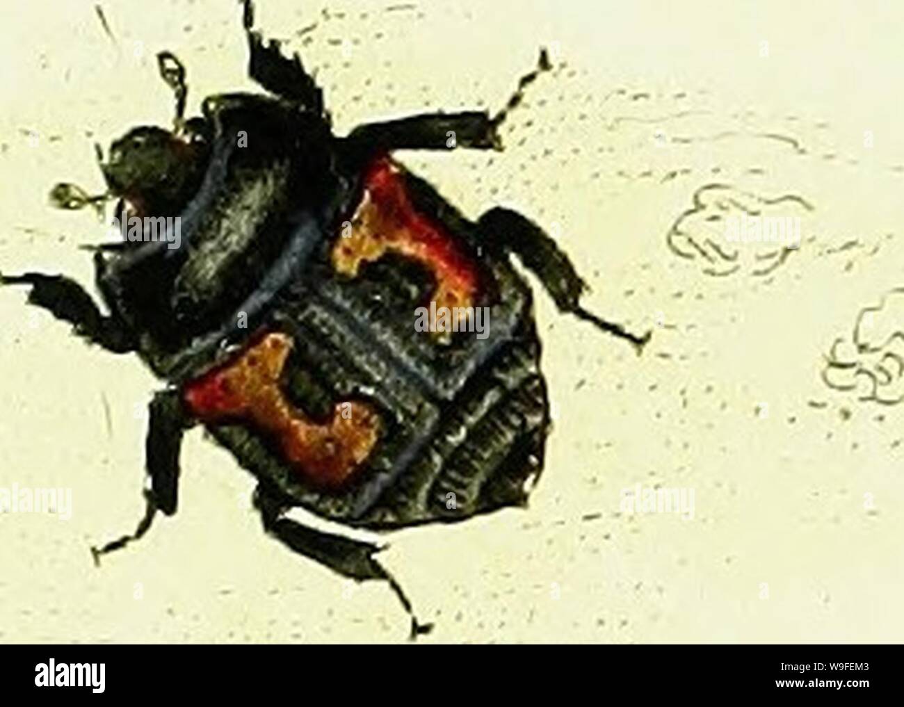 Archive image from page 35 of The natural history of British. The ...