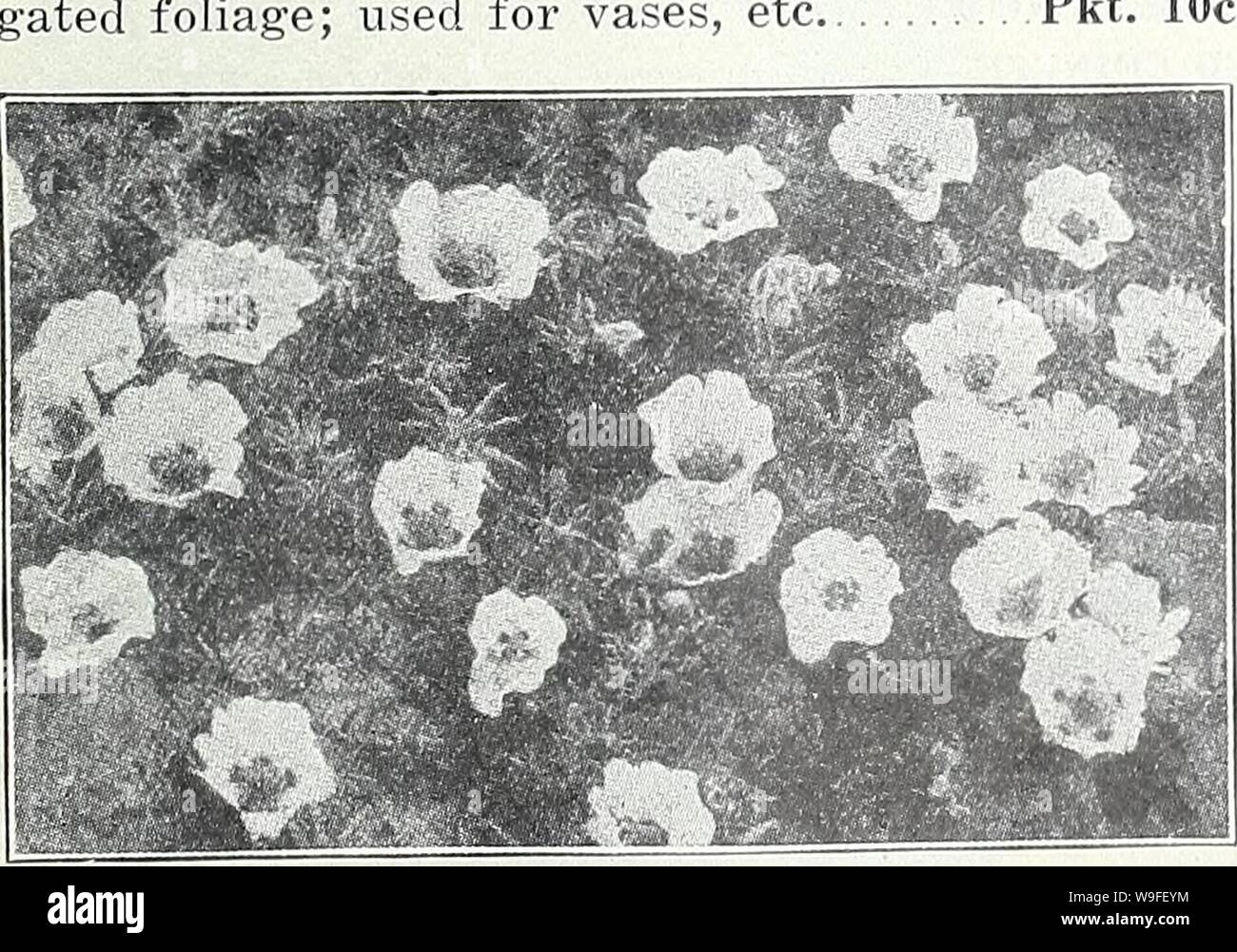 Archive image from page 36 of Currie's garden annual  spring. Currie's garden annual : spring 1934 59th year  curriesgardenann19curr 0 Year: 1934 ( PASSIFLORA (Passion Flower) COERULEA—A rapid-growing vine for the con- servatory or window. The flowers are a beautiful sky-blue, and are produced freely on a rich back- ground of handsome green foliage Pkt. 10c PENNISETUM (Fountain Grass) Ornamental grasses with beautiful, feathery plumes, useful for edging beds of Cannas and other tall-growing plants. LONGISTYLUM—Graceful, soft, greenish-white feathery heads Pkt. 10c RUPPELIANUM—Long, purplish, f Stock Photo