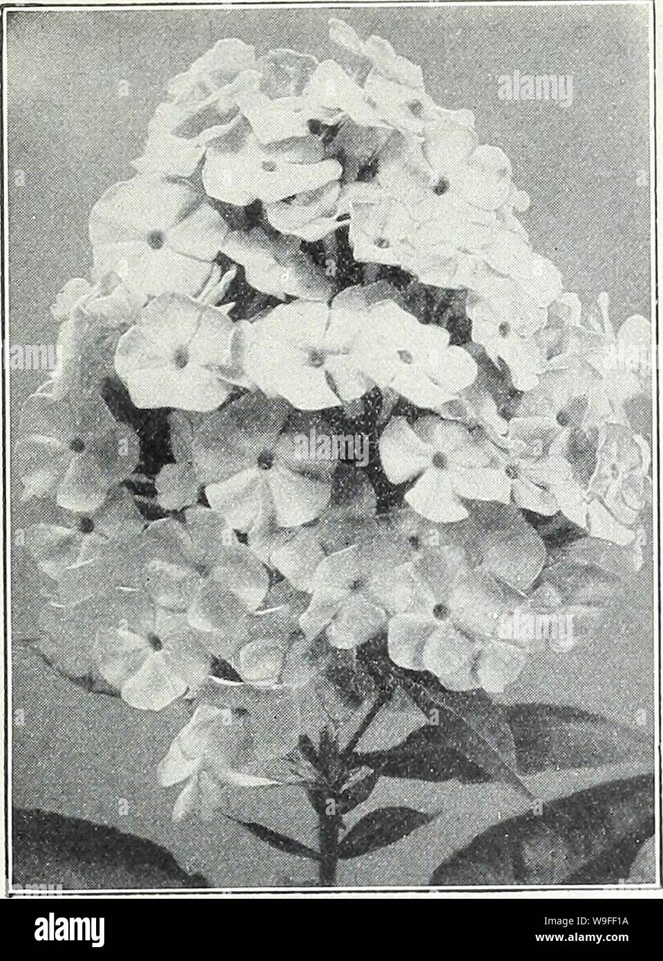 Archive image from page 36 of Currie's garden annual  spring. Currie's garden annual : spring 1934 59th year  curriesgardenann19curr 0 Year: 1934 ( CURRIE BROTHERS CO., MILWAUKEE, WIS. Page 33    PASSIFLORA (Passion Flower) COERULEA—A rapid-growing vine for the con- servatory or window. The flowers are a beautiful sky-blue, and are produced freely on a rich back- ground of handsome green foliage Pkt. 10c PENNISETUM (Fountain Grass) Ornamental grasses with beautiful, feathery plumes, useful for edging beds of Cannas and other tall-growing plants. LONGISTYLUM—Graceful, soft, greenish-white feath Stock Photo