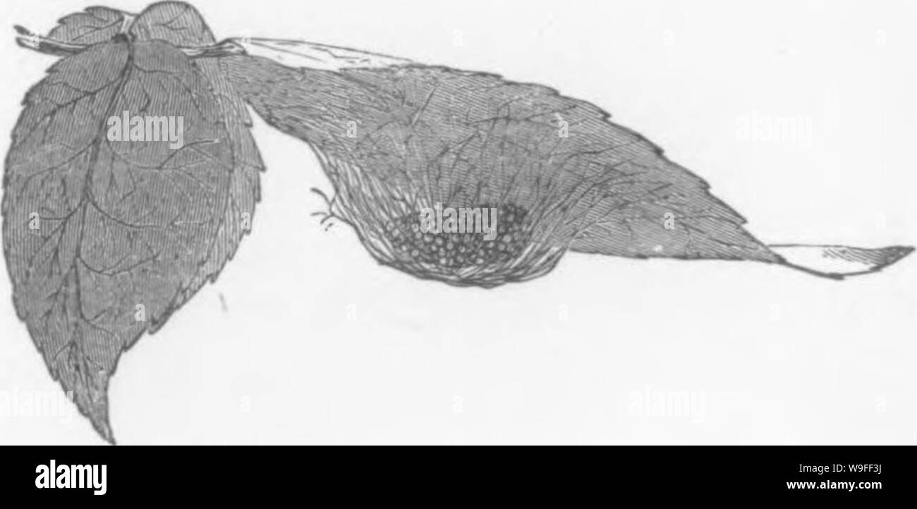Archive image from page 37 of A manual for the study Stock Photo