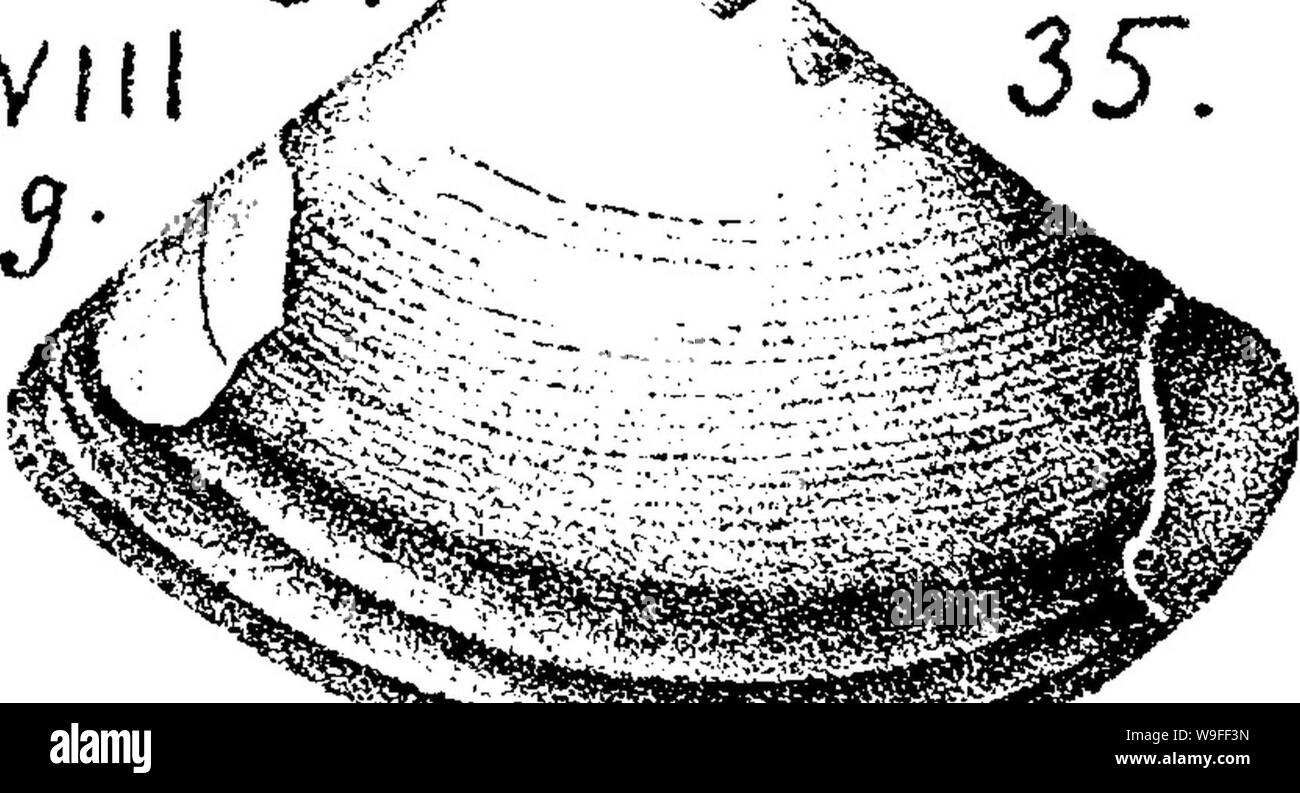 Archive image from page 37 of A dictionary of the fossils Stock Photo