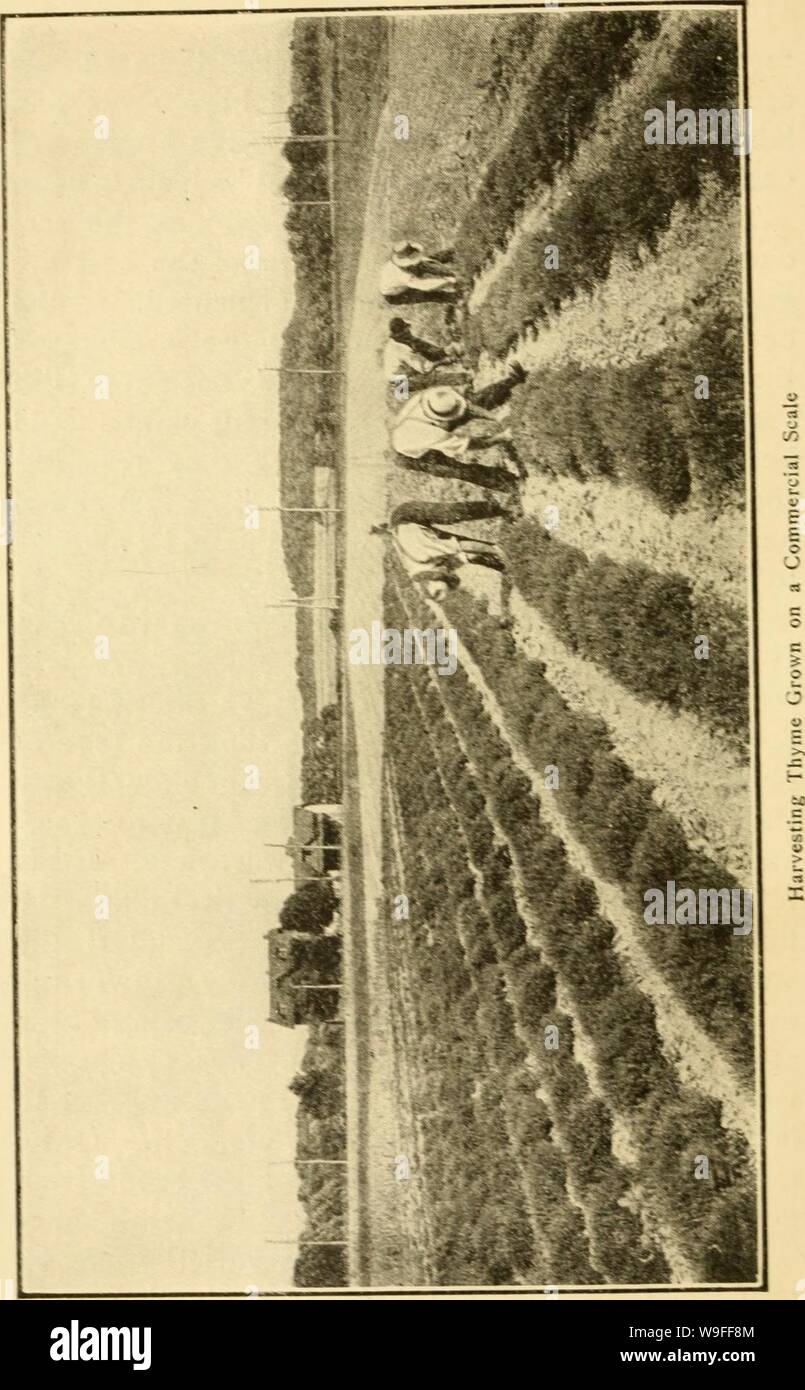 Archive image from page 37 of Culinary herbs; (1912) Stock Photo