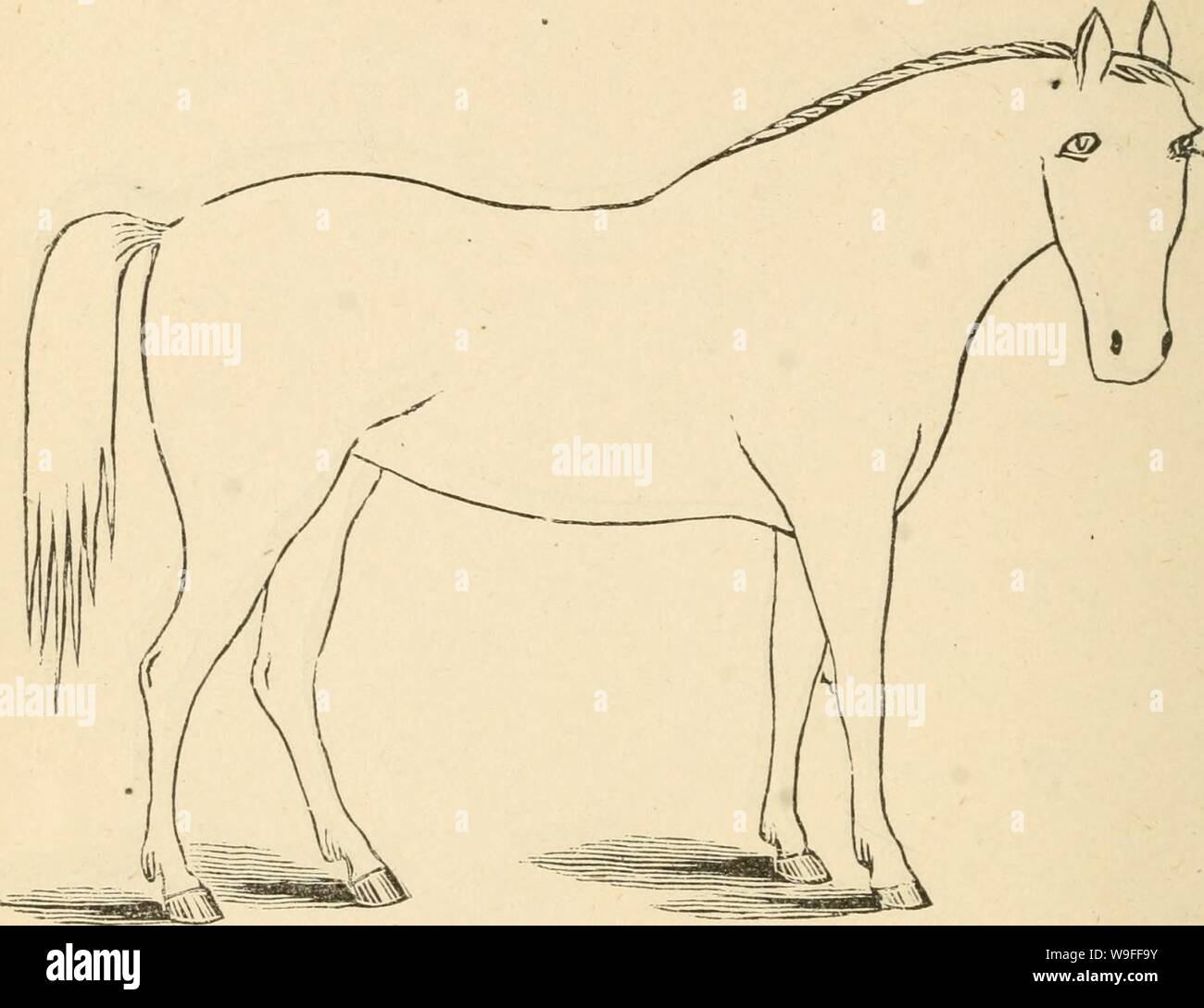 Archive image from page 37 of Cunningham's device for stockmen and. Cunningham's device for stockmen and farmers cunninghamsdevic00cunn Year: 1882 ( DESCRIPTION Color Marks Height Stock Photo