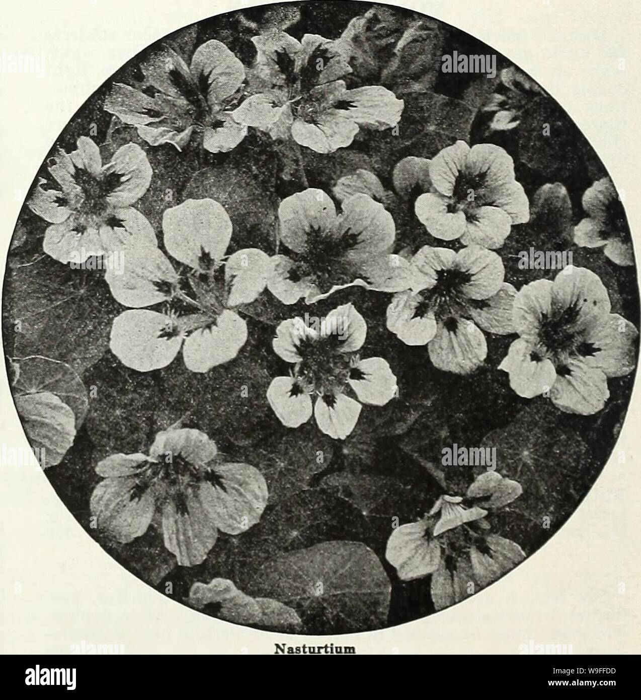 Archive image from page 37 of Currie's garden annual  spring. Currie's garden annual : spring 1936 61st year  curriesgardenann19curr 2 Year: 1936 ( Page 32 CURRIE BROTHERS CO., MILWAUKEE, WIS. Currie's Nasturtiums Double Dwarf Nasturtiums Novelties for 1936 DWARF DOUBLE GEM MIXTURE This mixture is composed of an even- ly balanced range of cheerful colors on dwarf, compact plants. We believe that for general use this strain will be- come more popular than the Gleams. The plants are really dwarf, totally without runners. The good sized flow- ers are double and sweet scented and cover the little Stock Photo