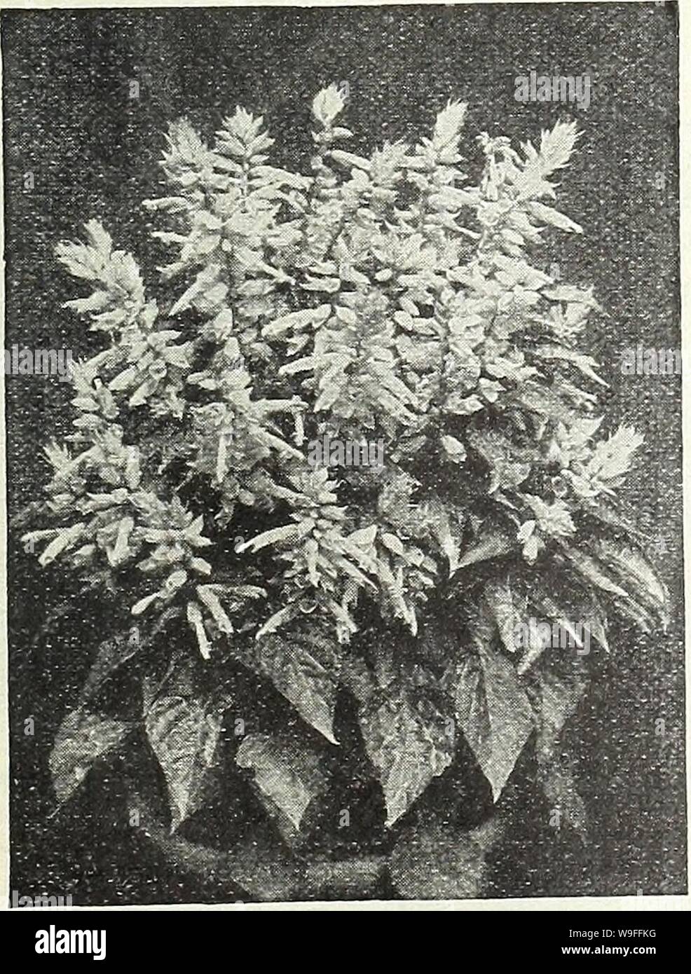 Archive image from page 38 of Currie Bros  fifty-eighth year. Currie Bros. : fifty-eighth year 1933  curriebrosfiftye19curr Year: 1933 ( MILWAUKEE, WISCONSIN Page 35 f: SOLANUM A very useful ornamental pot plant for winter decoration, bearing in the greatest profusion, bright scarlet, globular berries. CAPSICASTRUM NANUM (Jerusalem Cherry) Pkt. 10c CLEVELANDI (Cleveland Cherry)—An improvement on the foregoing, carrying the fruits well above the foliage and in greater profusion Pkt. 20c    RICINUS (Castor Oil Plant) Grand semi'tropical plants with highly ornamental foliage, strikingly eifective Stock Photo