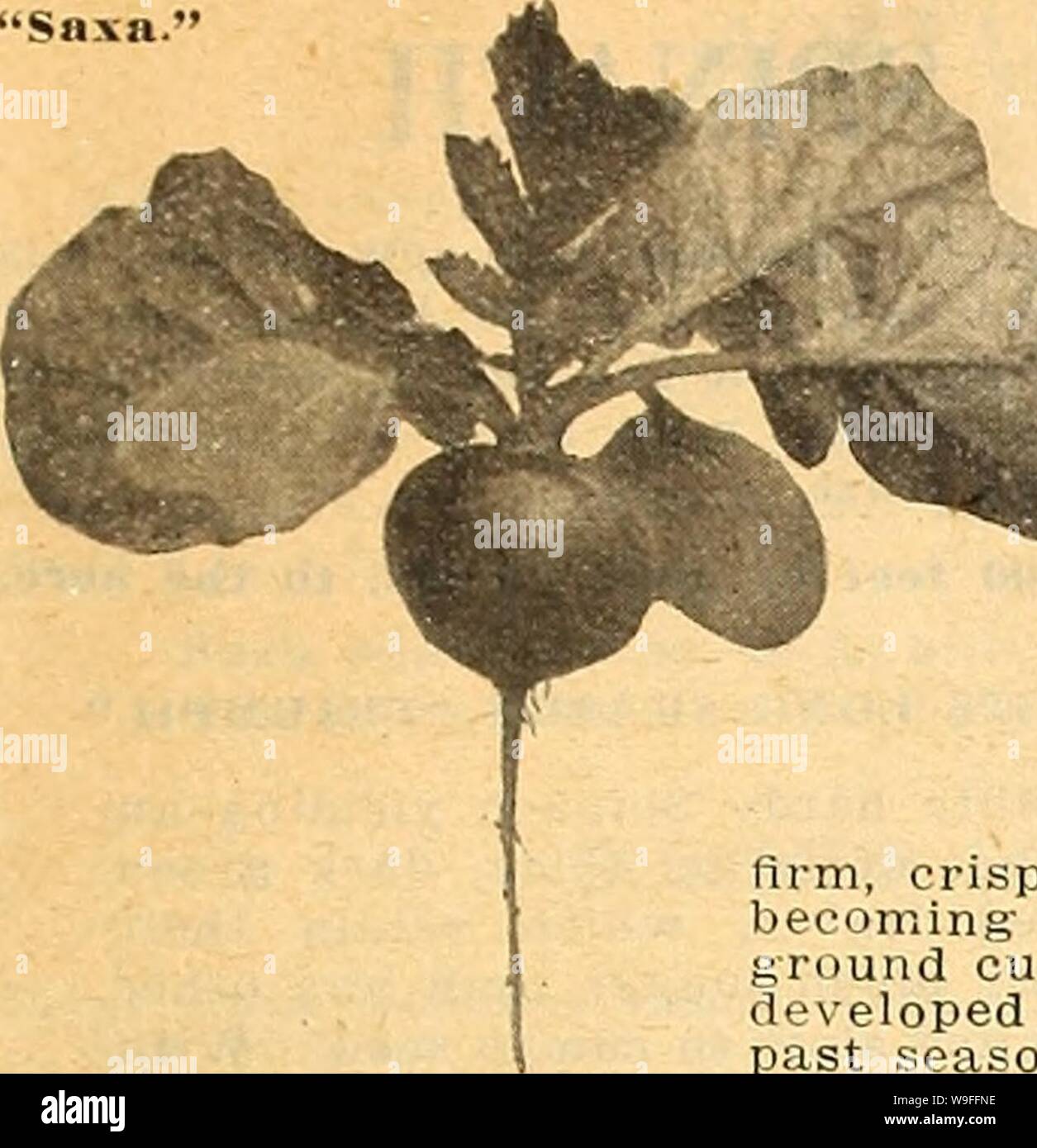 Archive image from page 38 of Currie's farm and garden annual. Currie's farm and garden annual : spring 1923 48th year  curriesfarmgarde19curr 6 Year: 1923 ( LIST OF TESTED GARDEN SEEDS FOR 1923. 33 'Saxa.    RADISH Culture—Radishes do best in a light sandy soil. For a successive supply sow from the middle of March until September, at intervals of two ) or three weeks. Sow in a hotbed for an early supply. One oz. to 100 feet of drill; 8 to 10 lbs. per acre in drills. 'SAXA'—A fiery scarlet, perfectly globular in shape, the leaves small and the root the thinnest possible tail. In less than thre Stock Photo