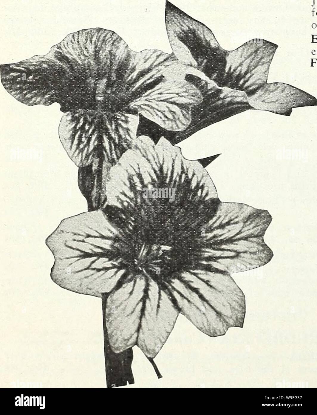 Archive image from page 39 of Currie Bros  fifty-eighth year. Currie Bros. : fifty-eighth year 1933  curriebrosfiftye19curr Year: 1933 ( Scabiosa (Azure Fairy) SILENE (Catchfly) PENDULA COMPACTA—Dwarf, hardy annual, bearing pretty, pink flowers freely; 6 inches. Pkt. 10c (For Perennial Seeds, See Page 53)    SalpiglossU SCABIOSA (Mourning Bride) Excellent border plants, producing an abundance of long stemmed, double flowers in many colors. Splendid for cutting. LARGE FLOWERING ANNUAL SCABIOSA U oz. Pkt. Azure Fairy—Lavender 30c 10c Cherry Red—Rich cherry red 30c 10c Dark Purple—Velvety black p Stock Photo