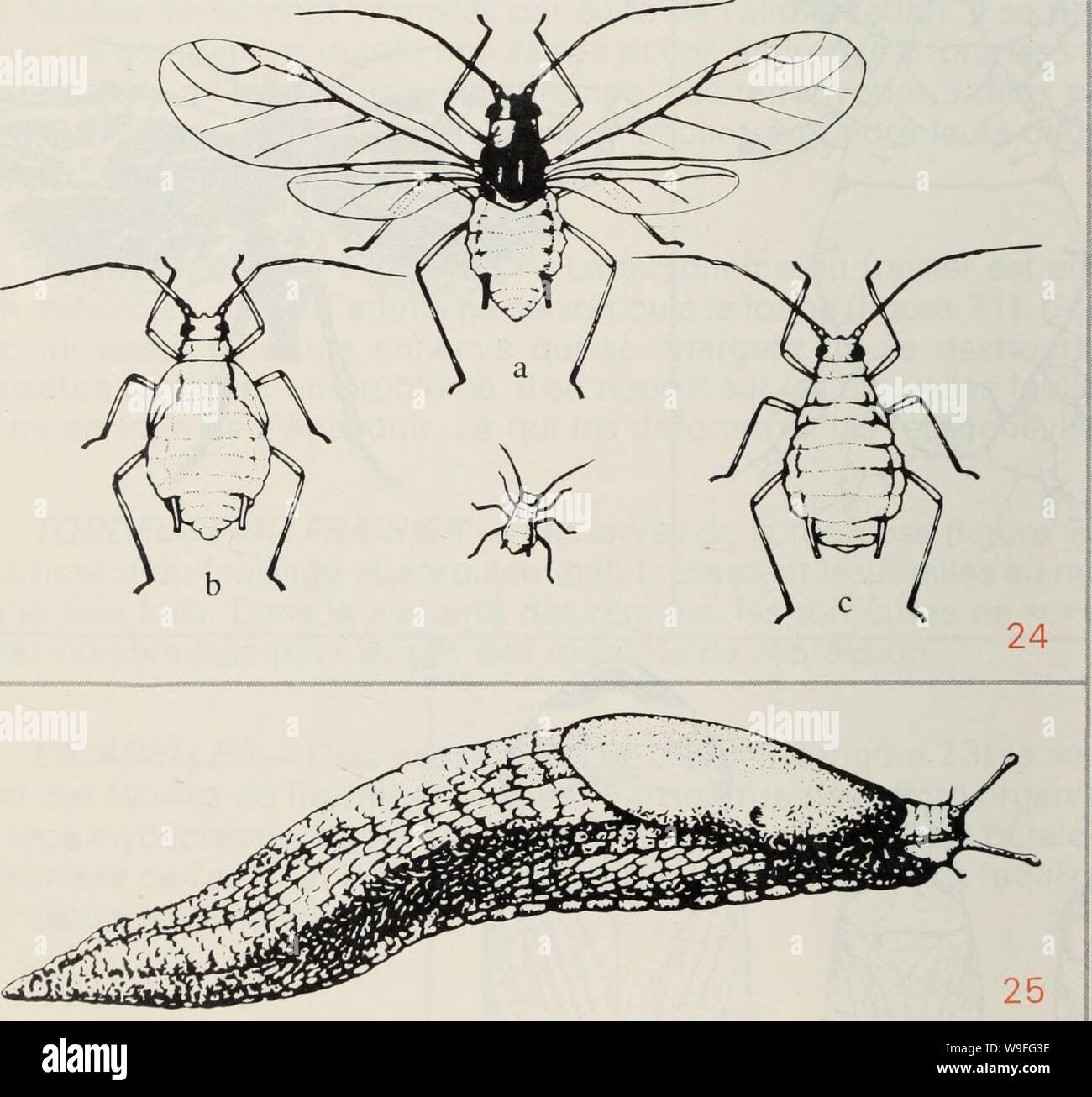Archive image from page 39 of Culture du fraisier dans l'est. Culture du fraisier dans l'est du Canada  culturedufraisie00crai Year: 1977 ( PUCERONS — On trouve plusieurs espèces de pucerons sur les tiges et l'envers des feuilles du fraisier. Ce sont de petits insectes mous, généra- lement verdâtres ou jaunâtres (figure 24). Ils causent peu de dommages par eux-mêmes, mais certaines espèces sont néanmoins dangereuses parce qu'elles transmettent certains virus. Il faut réprimer les infestations au moyen d'un insecticide, selon les recommandations du Guide de protection de chaque province. LIMACE Stock Photo