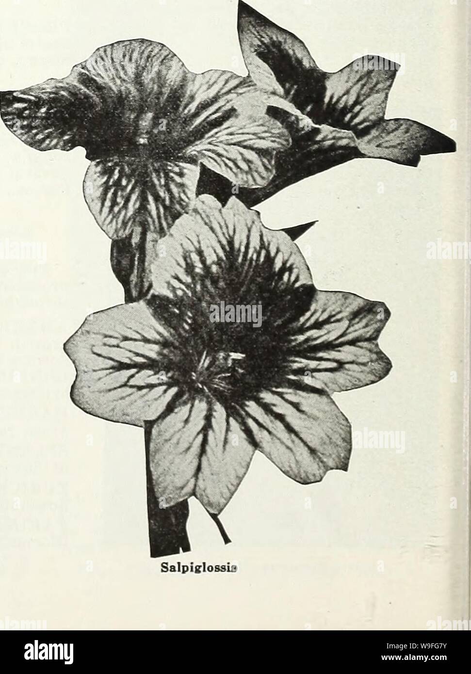 Archive image from page 39 of Currie's garden annual 62nd. Currie's garden annual : 62nd year spring 1937 curriesgardenann19curr_3 Year: 1937 ( Scabiosa (Azure Fairy) SILENE (Calchfly) PENDULA COMPACTA—Dwarf, hardy annual, bearing pretty, pink flowers freely; 6 inches. Pkt. 10c (For Perennial Seeds, see page 54) Stock Photo