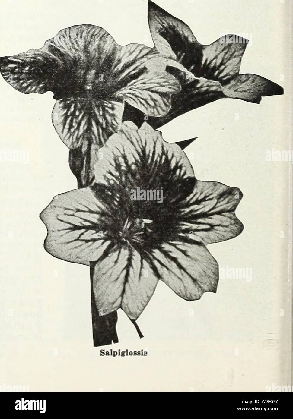 Archive image from page 39 of Currie's garden annual  62nd. Currie's garden annual : 62nd year spring 1937  curriesgardenann19curr 3 Year: 1937 ( Scabiosa (Azure Fairy) SILENE (Calchfly) PENDULA COMPACTA—Dwarf, hardy annual, bearing pretty, pink flowers freely; 6 inches. Pkt. 10c (For Perennial Seeds, see page 54) Stock Photo