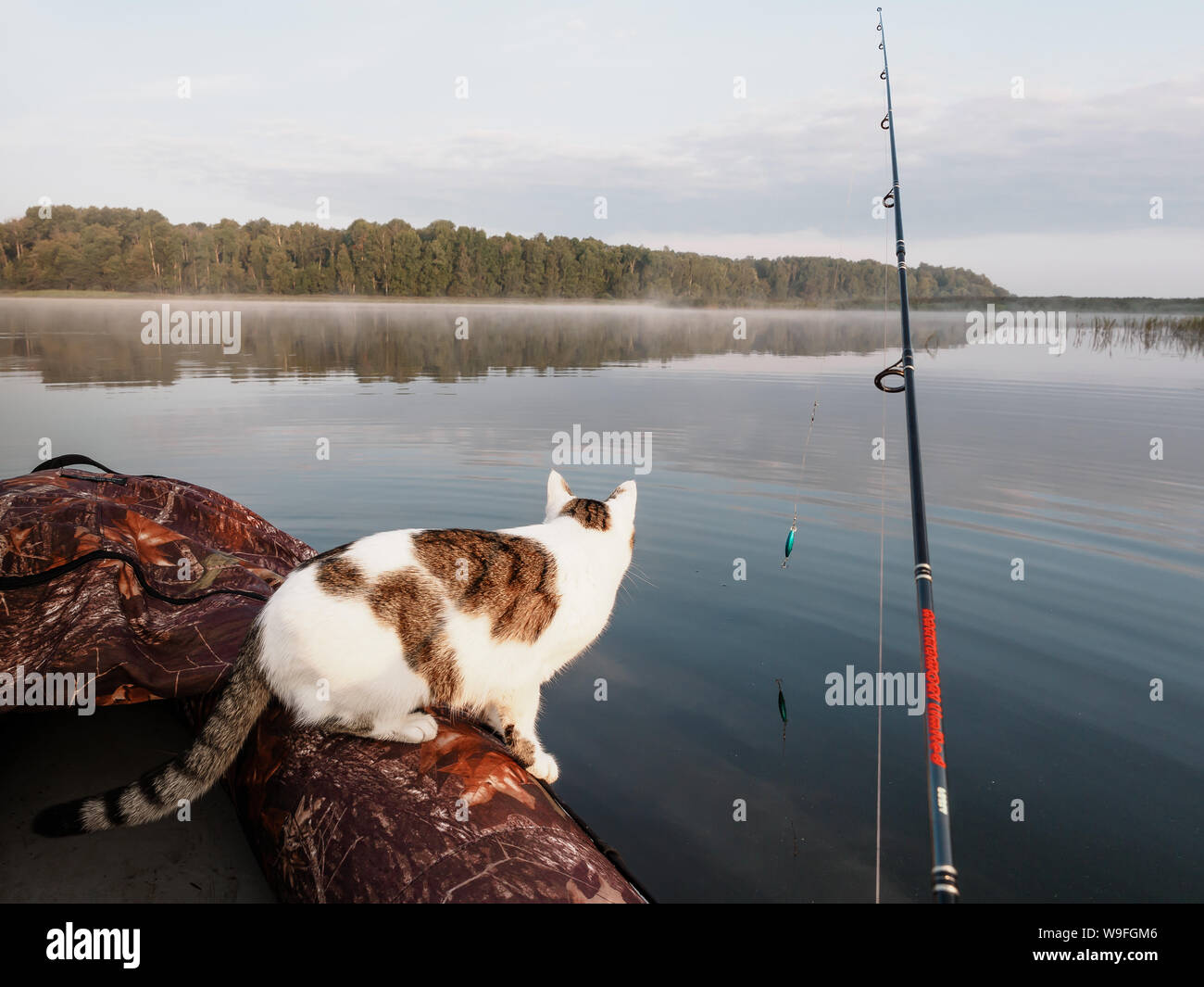 Domestic cat enjoys freedom outside the house on fishing with