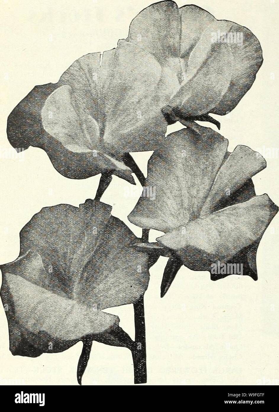 Archive image from page 41 of Currie Bros  fifty-eighth year. Currie Bros. : fifty-eighth year 1933  curriebrosfiftye19curr Year: 1933 ( Page 38 CURRIE BROTHERS CO.    Sweet Peas Beautiful, Fragrant, Fashionable HOW TO GROW THEM—Sweet Peas should be planted as early in spring as the ground can be workedj Rich loam with an abundance of well rotted manure is an ideal soil. A trench about 6 inches deep should be made, sowing the seed thinly in the bottom, and cover with an inch of soil, pressing it down firmly. Gradually fill in the trench as the plants grow, and thin out to 2 to 4 inches apart. Stock Photo