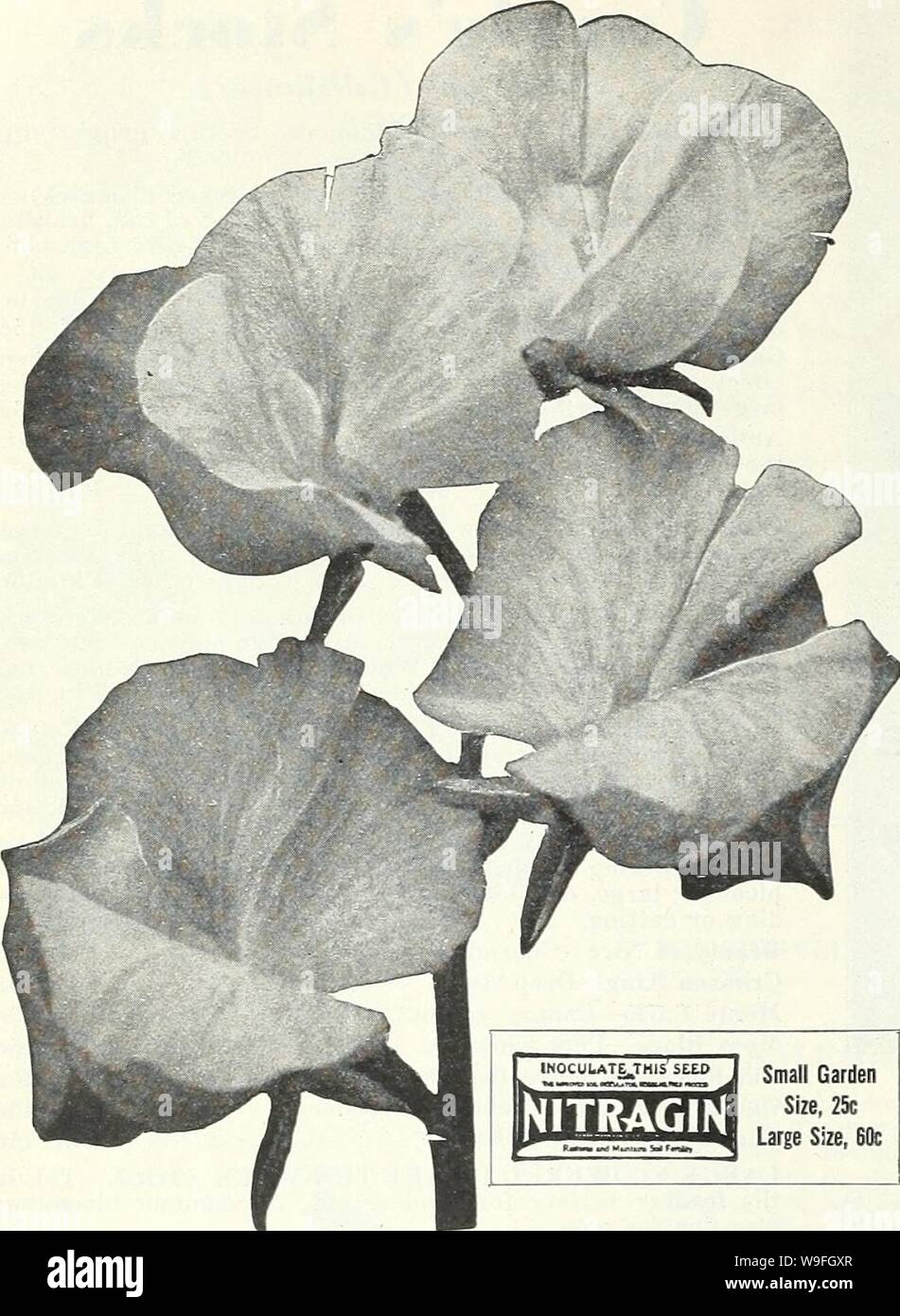 Archive image from page 41 of Currie's garden annual  spring. Currie's garden annual : spring 1934 59th year  curriesgardenann19curr 0 Year: 1934 ( CURRIE BROTHERS CO.. MILWAUKEE, WIS    NITRAGIN' Small Garden Size, 25c Large Size, 60c Sweet Peas Beautiful, Fragrant, Fashionable HOW TO GROW THEM—Sweet Peas should be planted as early in spring as the ground can be worked. Rich loam with an abundance of well rotted manure is an ideal soil. A trench about 6 inches deep should be made, sowing the seed thinly in the bottom, and cover with an inch of soil, pressing it down firmly. Gradually fill in Stock Photo