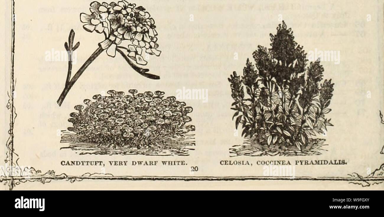 Archive image from page 41 of Curtis, Cobb & Washburn's amateur. Curtis, Cobb & Washburn's amateur cultivator's guide to the flower and kitchen garden for 1878  curtiscobbwashbu1878curt Year: 1878 ( 72 73 74 75 76 77 78 79 80 81 82 83 PRICE. Calendula Pongei, fl. pi. Double white, fine, 1 foot 10 . Ranunculoides. Kanunculus-flowered 05 Officinalis Superba. Golden orange, black eye, benutifullv imbricated, .10 Sulphurea. New sulpliur-colored pot marigold; very double and beautiful. .10 CALLIRHOE. Nat. Okd., Makacca. Too much cannot be said in praise of this beautiful summer-flowering annual, fr Stock Photo