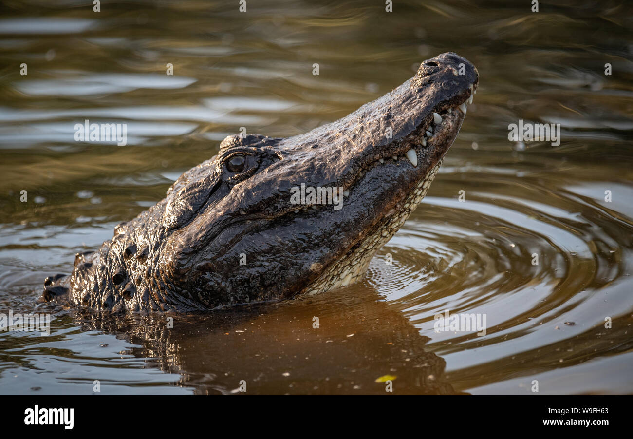 Alligator in the Everglades Stock Photo