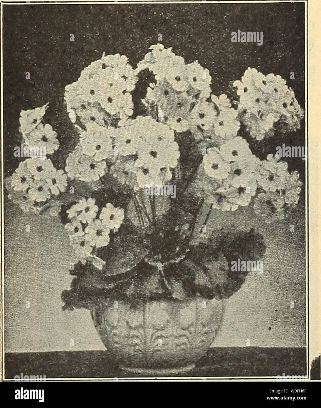 Archive image from page 42 of Currie's garden annual  63rd. Currie's garden annual : 63rd year spring 1938  curriesgardenann19curr 4 Year: 1938 ( Shirley Poppies    (For Perennial Primrose, see page Primula Obconica MALACOIDES A very pretty new Primula, somewhat like the dainty Baby Primrose, but much more sturdy. The flowers, a delicate shade of lav- ender, keep remarkably when cut and are very graceful. Will flower in 4 months from sow- ing. Pkt. 15c PYRETHRUM (Foliage Plant) AUREUM GOLDEN FEATHER — 6 inches. One of the best plants for edging; grown for its beautiful yellow foliage. Most suc Stock Photo