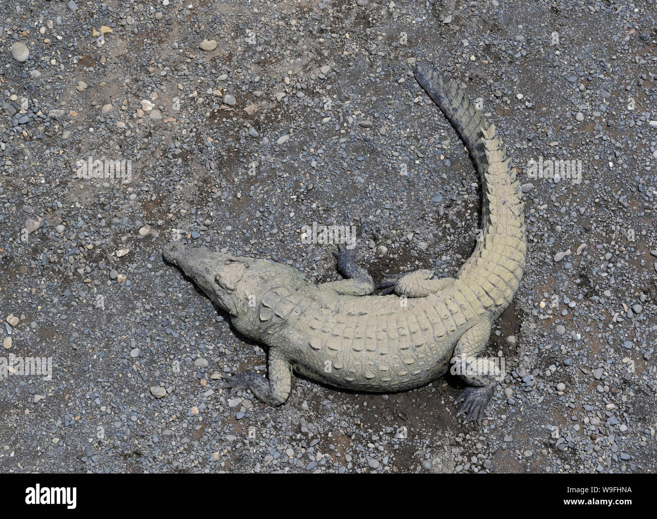 American crocodile, Tarcoles River Stock Photo