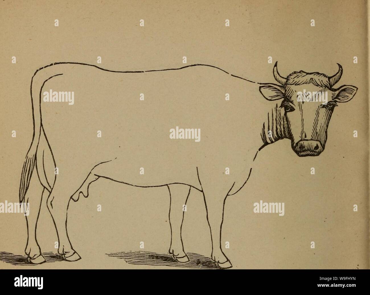 Archive image from page 45 of Cunningham's device for stockmen and. Cunningham's device for stockmen and farmers cunninghamsdevi00cunn Year: 1882 ( Color Mark? DESCRIPTION Weight Stock Photo