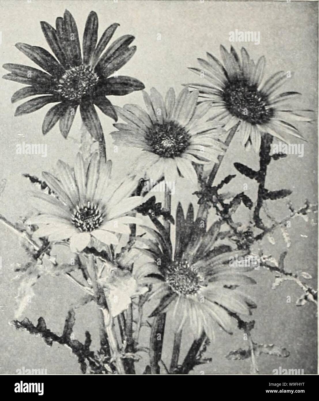 Archive image from page 45 of Currie's 65th year garden annual. Currie's 65th year garden annual  curries65thyearg19curr Year: 1940 ( Arctotis Hybrids Anchusa A AMARANTHUS Hardy annuals with strikingly beautiful flowers. Thrive best in a hot, sunny place. CAUDATUS (Love Lies Bleed- ing)—Flowers borne in long, drooping sprays. Blood red. Pkt., 5c. TRICOLOR (Joseph's Coat) —2'/2 feet. The inner foliage is of the blackest bronze, tip- ped with green, while the outer foliaae is bright scarlet and gold. Pkt., 10c. MOLTEN FIRE (Summer Poinsettial —Very ornamen- tal and the most beautiful of all Amar Stock Photo