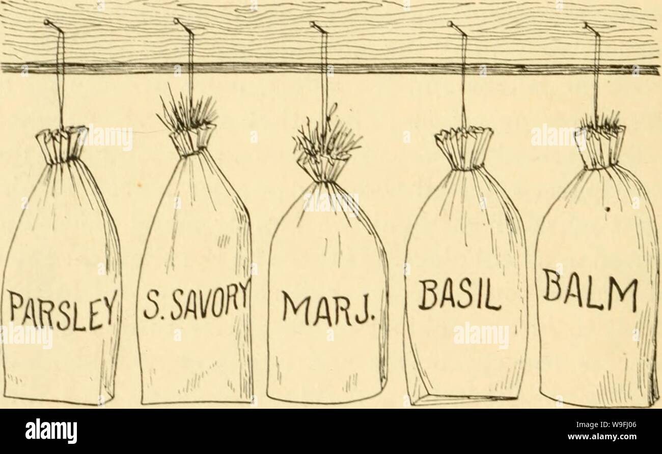 Archive image from page 45 of Culinary herbs; (1912). Culinary herbs; culinaryherbs00kain Year: 1912 ( JO c'Li.iAARV iii:ki;s poses as ordinary hay or straw. This loss of ilavor is particiihirly noticeahle with sai;c. whicli is one of the easiest hcrl)s to spoil by had niaiiaicnicnt. hvcn when kept in air-tiiht glass or tin receptacles, as rccomniended, it generally becomes nscless before the end of two years. hen larg-e quantities of herbs are to be cured a fruit eaporator may be employed, the herbs being; Paper Sacks of Dried Herbs for Home I'st Spread thiidy upon vire-bottomed trav Stock Photo