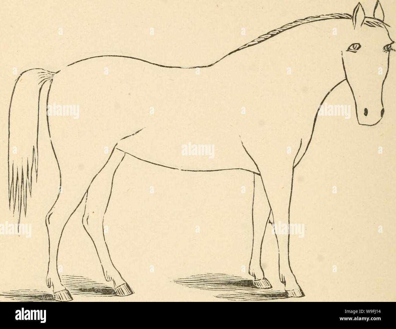 Archive image from page 45 of Cunningham's device for stockmen and. Cunningham's device for stockmen and farmers cunninghamsdevic00cunn Year: 1882 ( DESCRIPTION Color Marks Height Stock Photo