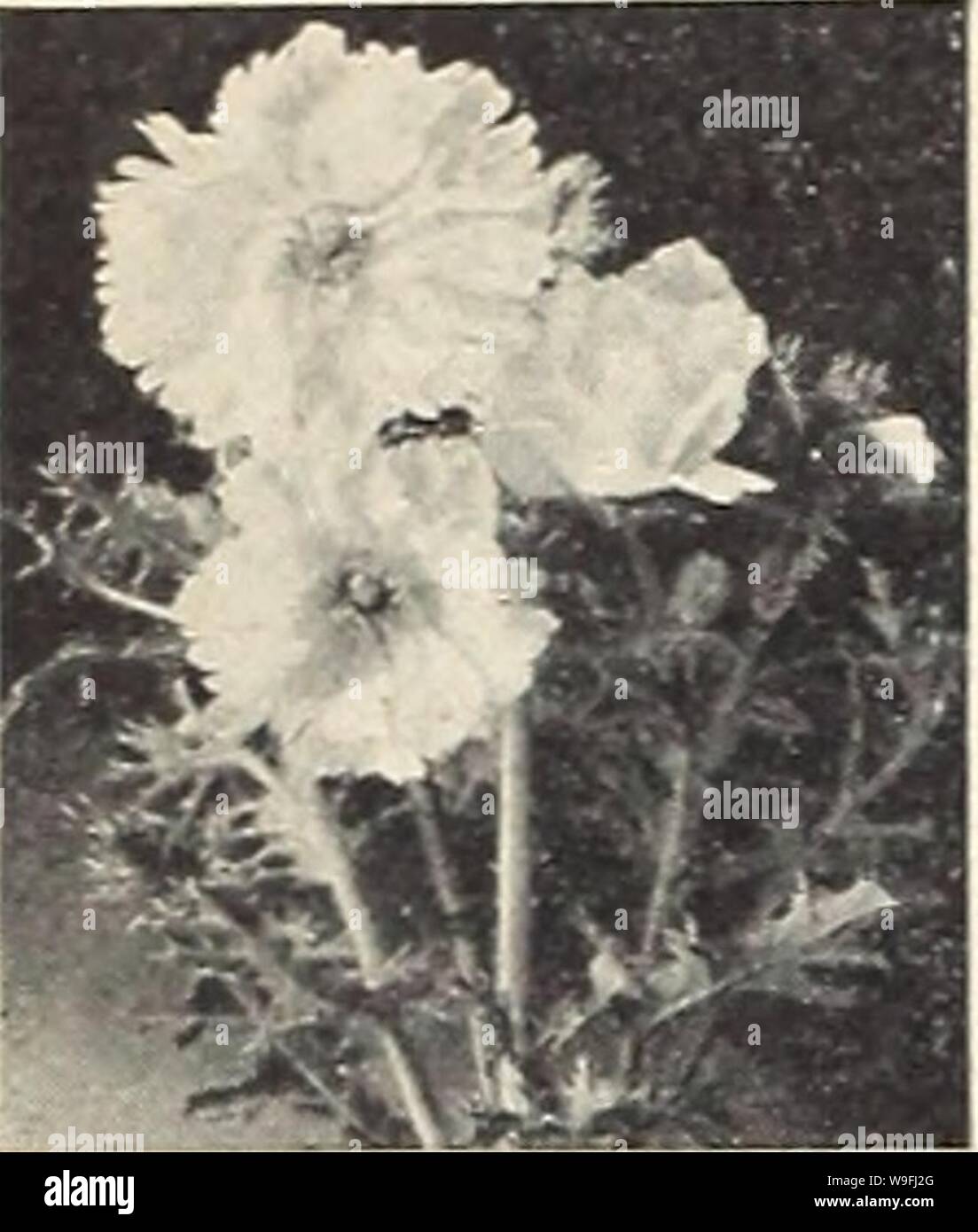Archive image from page 45 of Currie's garden annual (1942). Currie's garden annual  curriesgardenann19curr 7 Year: 1942 ( Select Jlut a/ OillL FLOHER SEEDS = THE BEST THAT UP-TO-DATE METHODS CAN PRODUCE =    Argemone ANNUAL ANCHUSA (Blue Bird) A new onnual Anchusa, which grows about 18' tall; is of compact habit ond bears its rich indigo flowers at the top of the plant. Vi oz., 30e; Pkt., 10c. Stock Photo