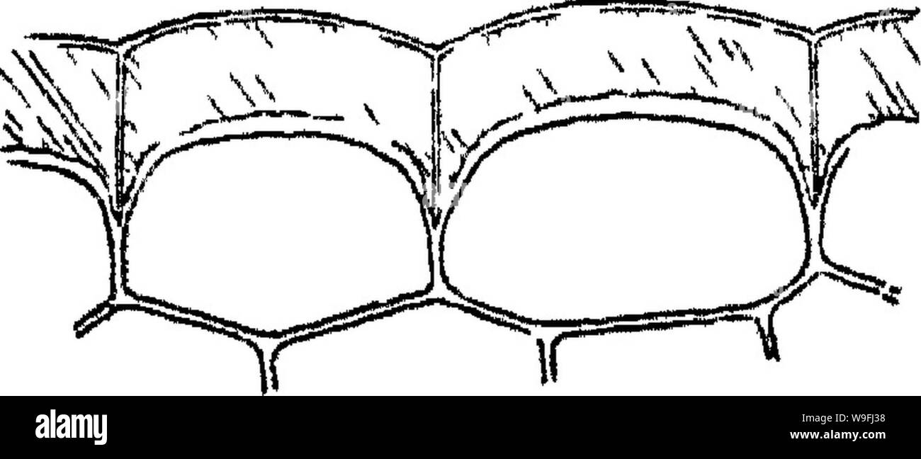 Archive image from page 45 of Principles of the anatomy and Stock Photo